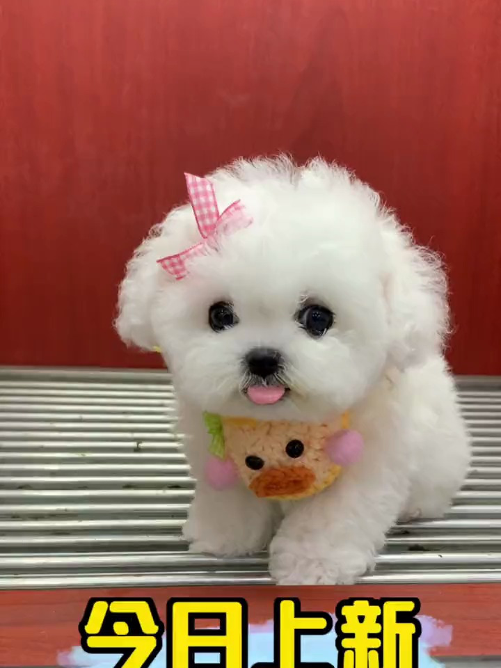 今日上新的垂耳比熊妹妹也太甜了吧