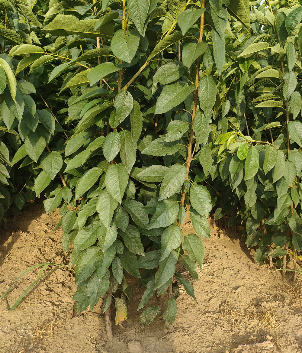 1-5辉煌樱桃苗基地