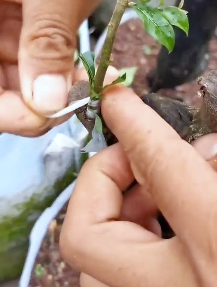 秋季金弹子最新嫁接技术百分百成活!看这里!-度小视