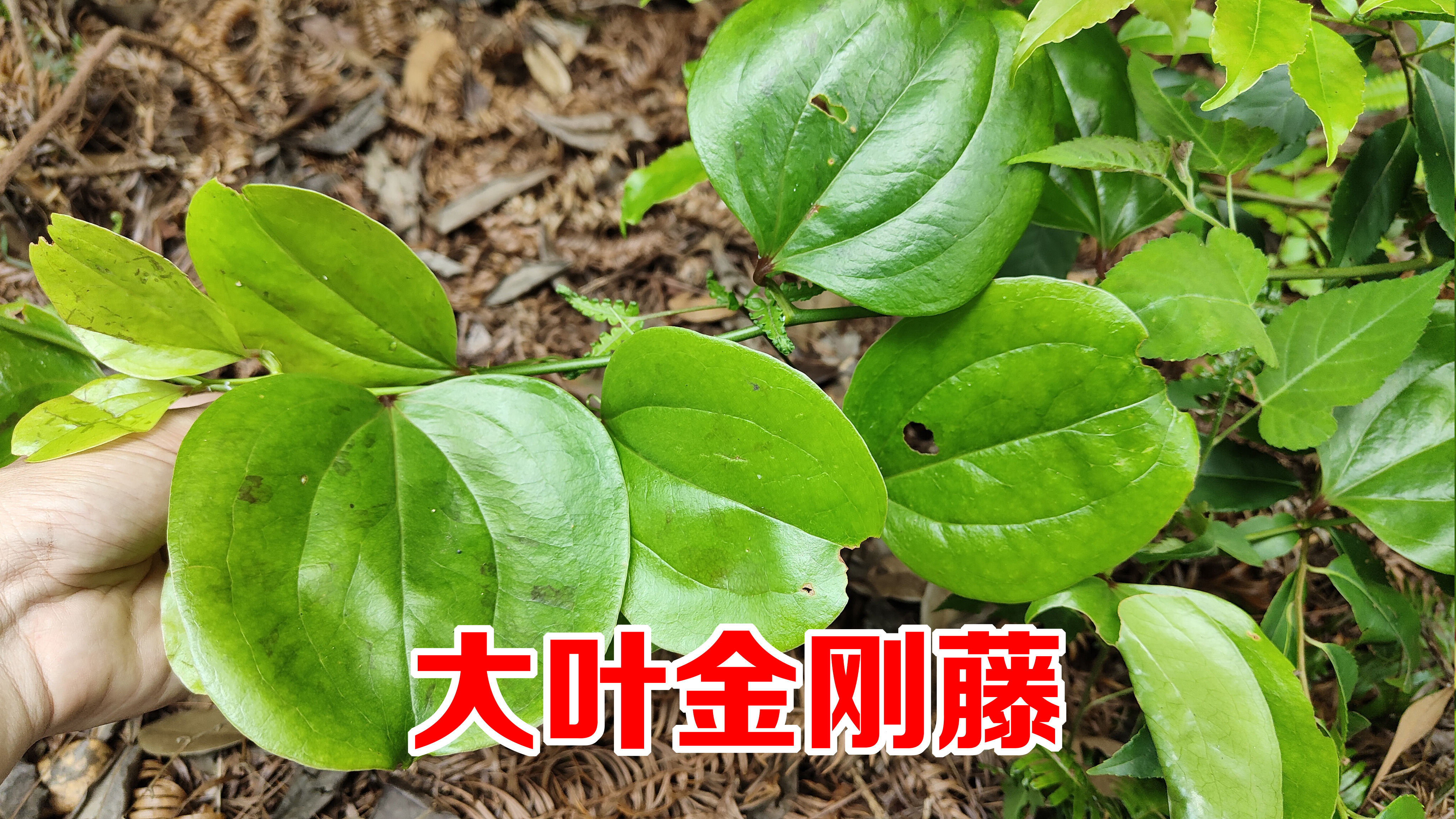 金刚藤泡酒作用这么厉害？被称为“肾宝”，解决了不少男人的烦恼