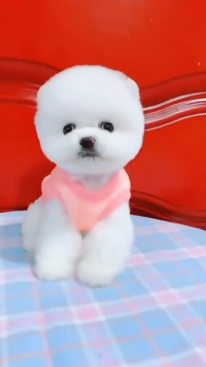 呆萌可爱的茶杯犬,你喜欢吗