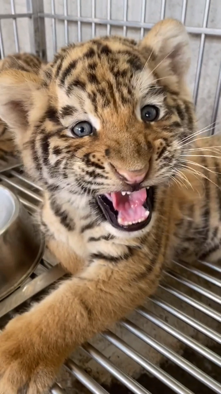 下的二十天的虎宝宝也太可爱了!