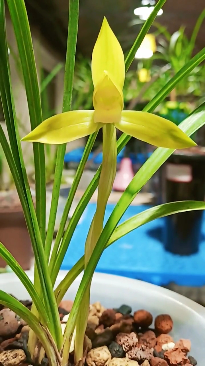 荣获国展金奖的兰花