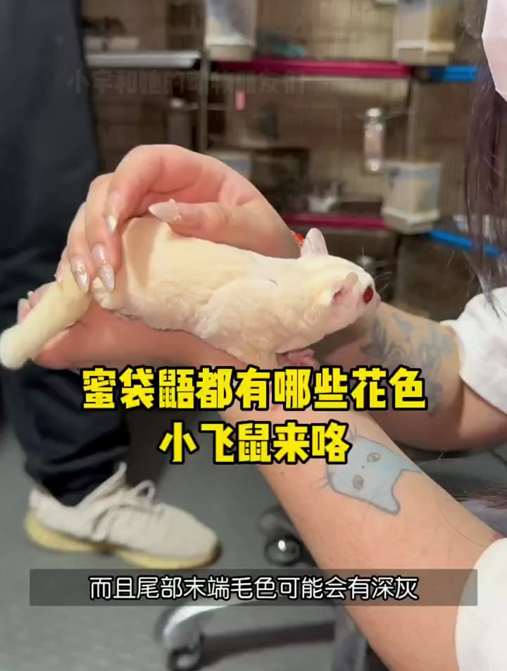 蜜袋鼯基因介绍,普蜜,白脸,伊诺奶油等等