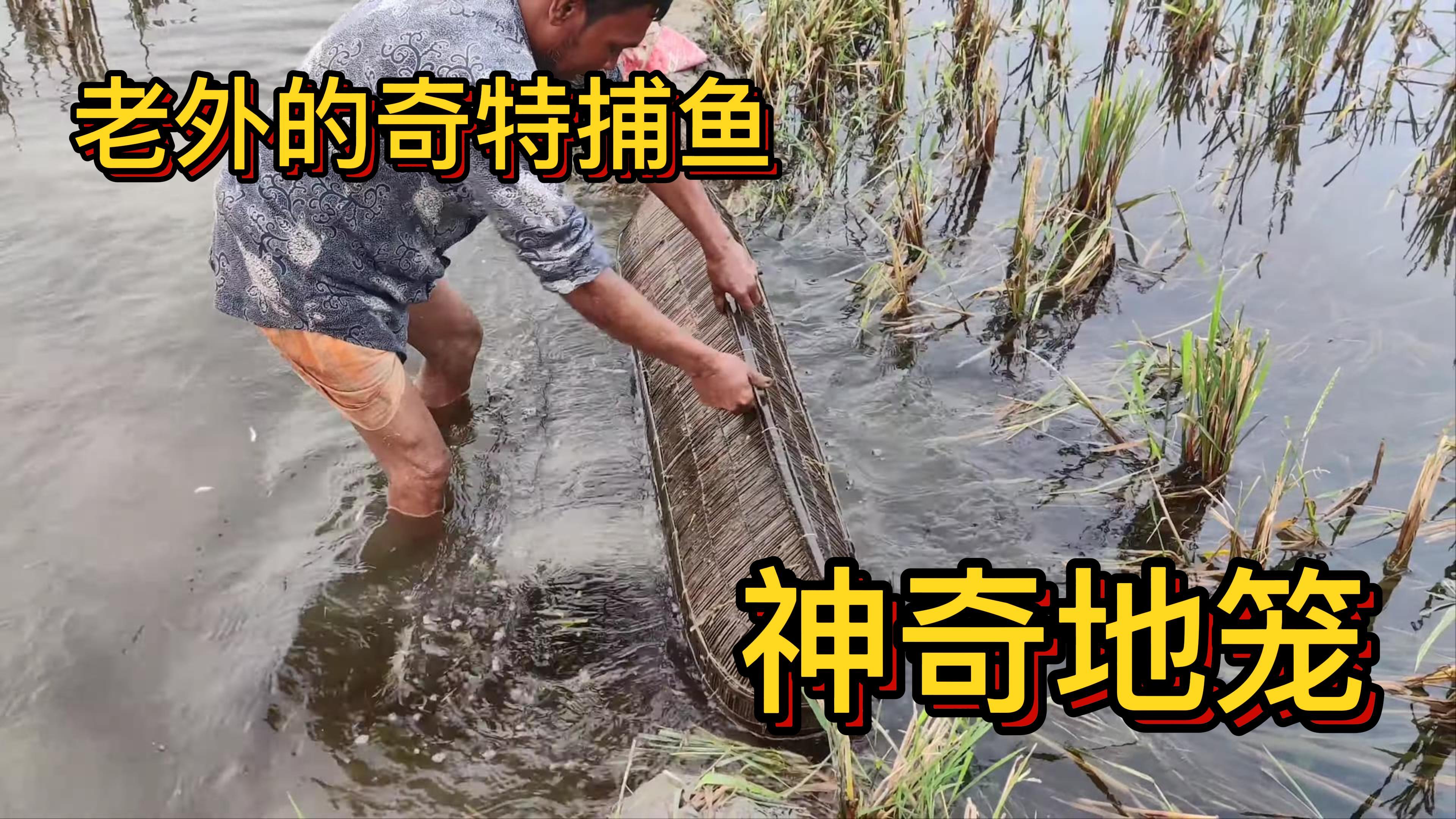 老外地笼捕鱼,看得直想笑,捕鱼效率让人大吃一惊