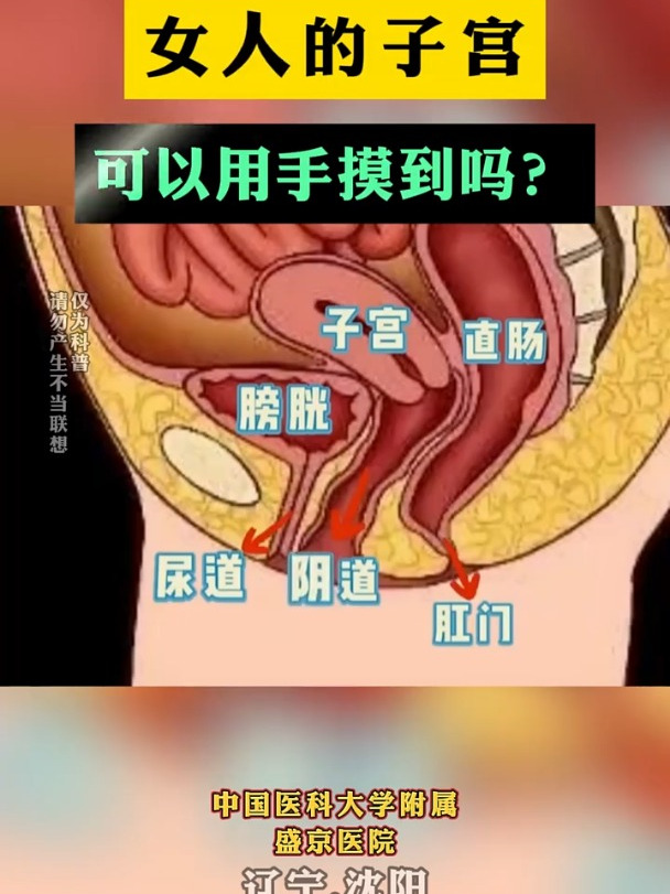 女人子宫外部 肥大图片