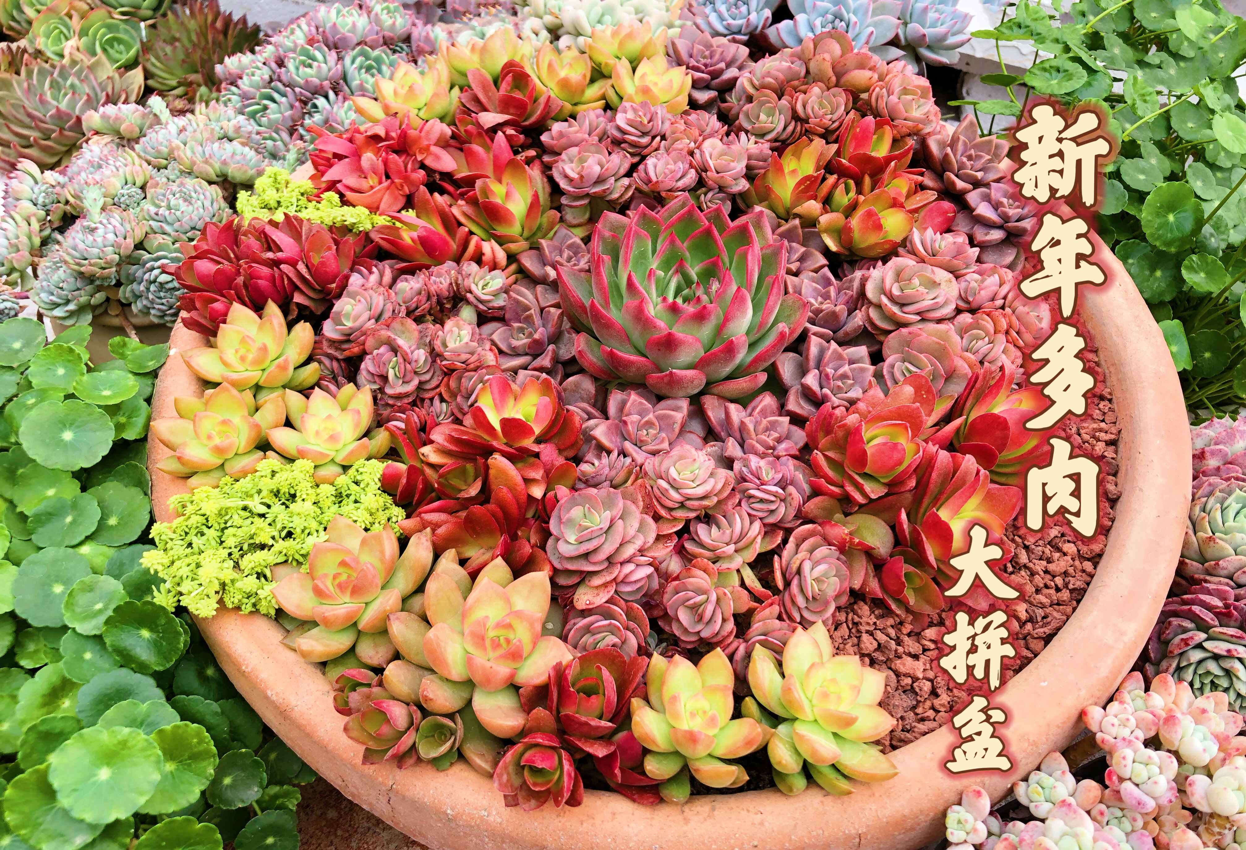 教你种新年多肉大拼盆,那么多植物种一起,摆放有讲究!