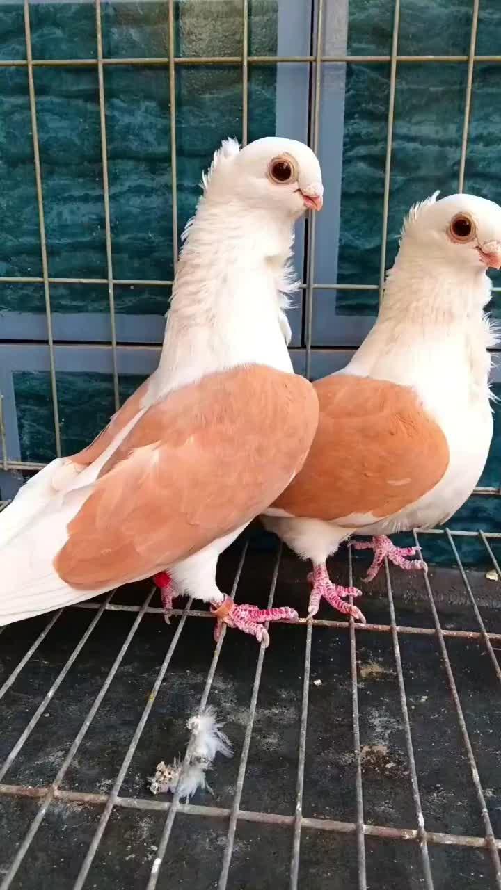 来看看黄秀鸽,希望你们喜欢