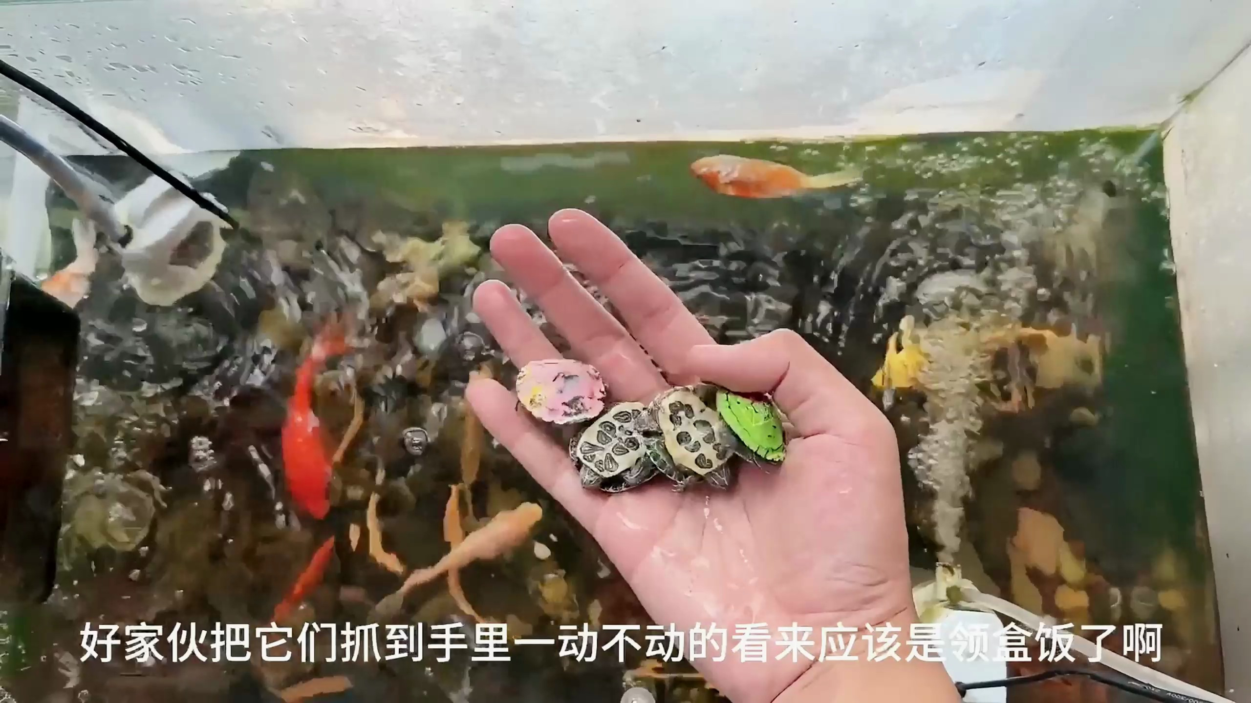 这是变异斗鱼?
