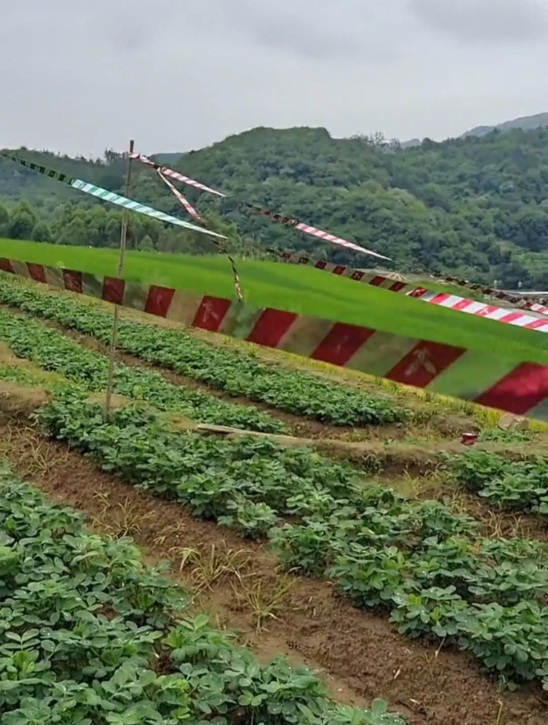 五颜六色的"驱鸟彩带"真能吓跑鸟儿?展示效果惊艳众人!