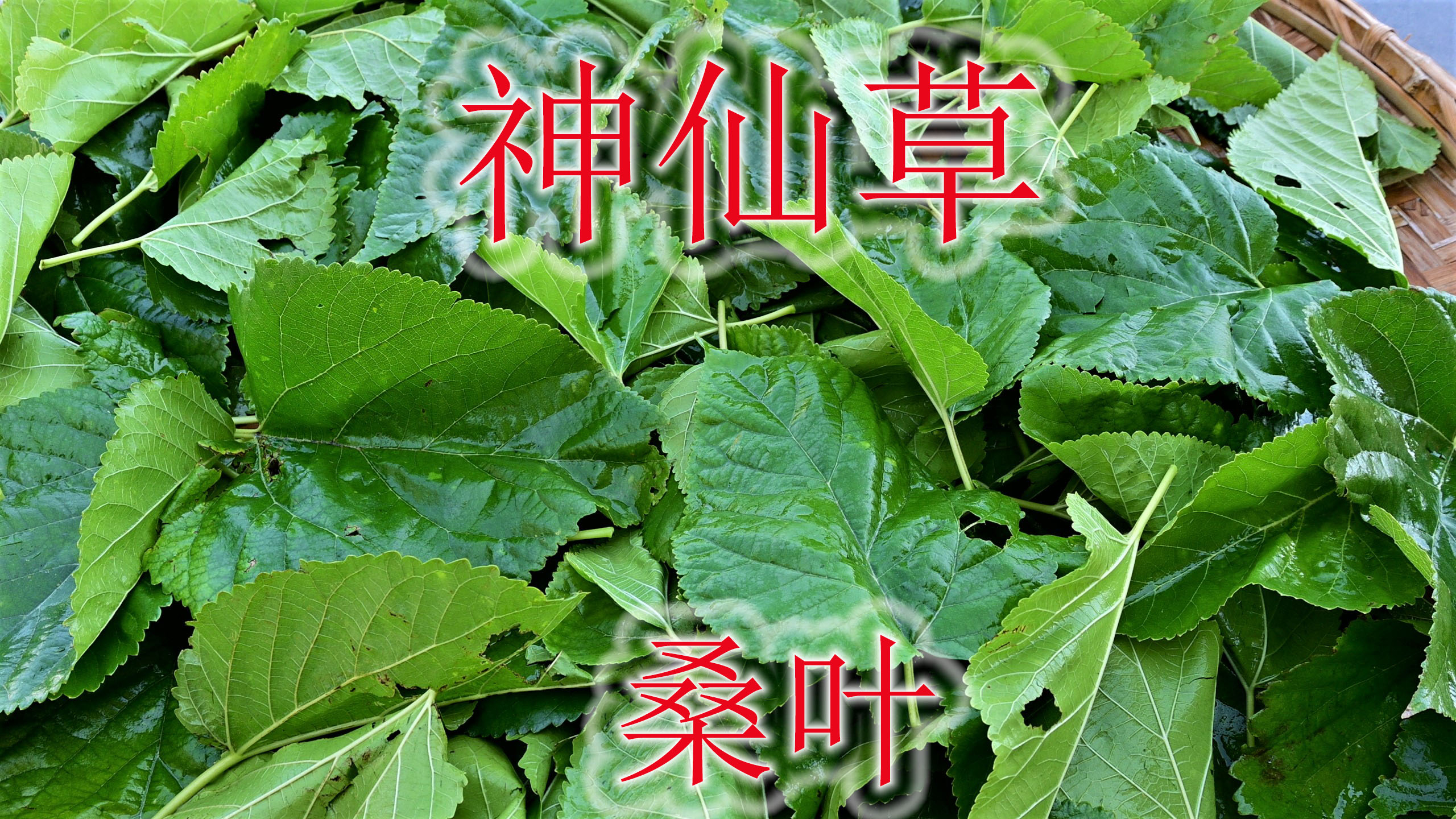 农村霜打的桑叶是个宝,有人称神仙草,遇见记得采摘回家