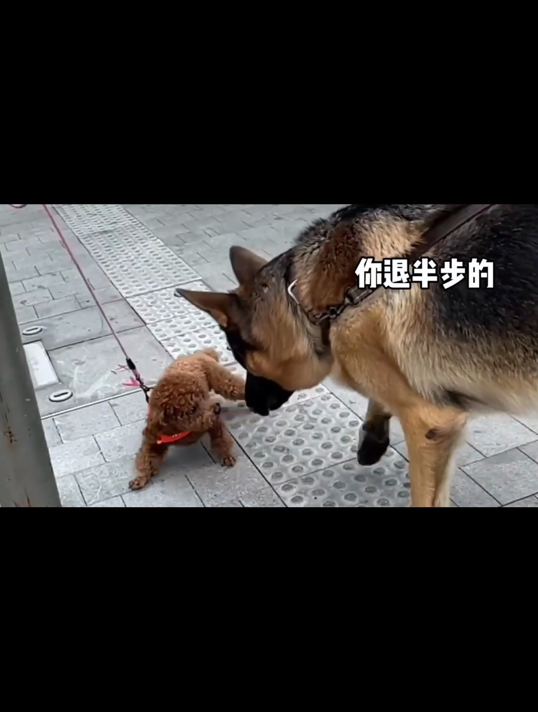 当大狼狗遇到挑衅的小狗教科书一般的存在