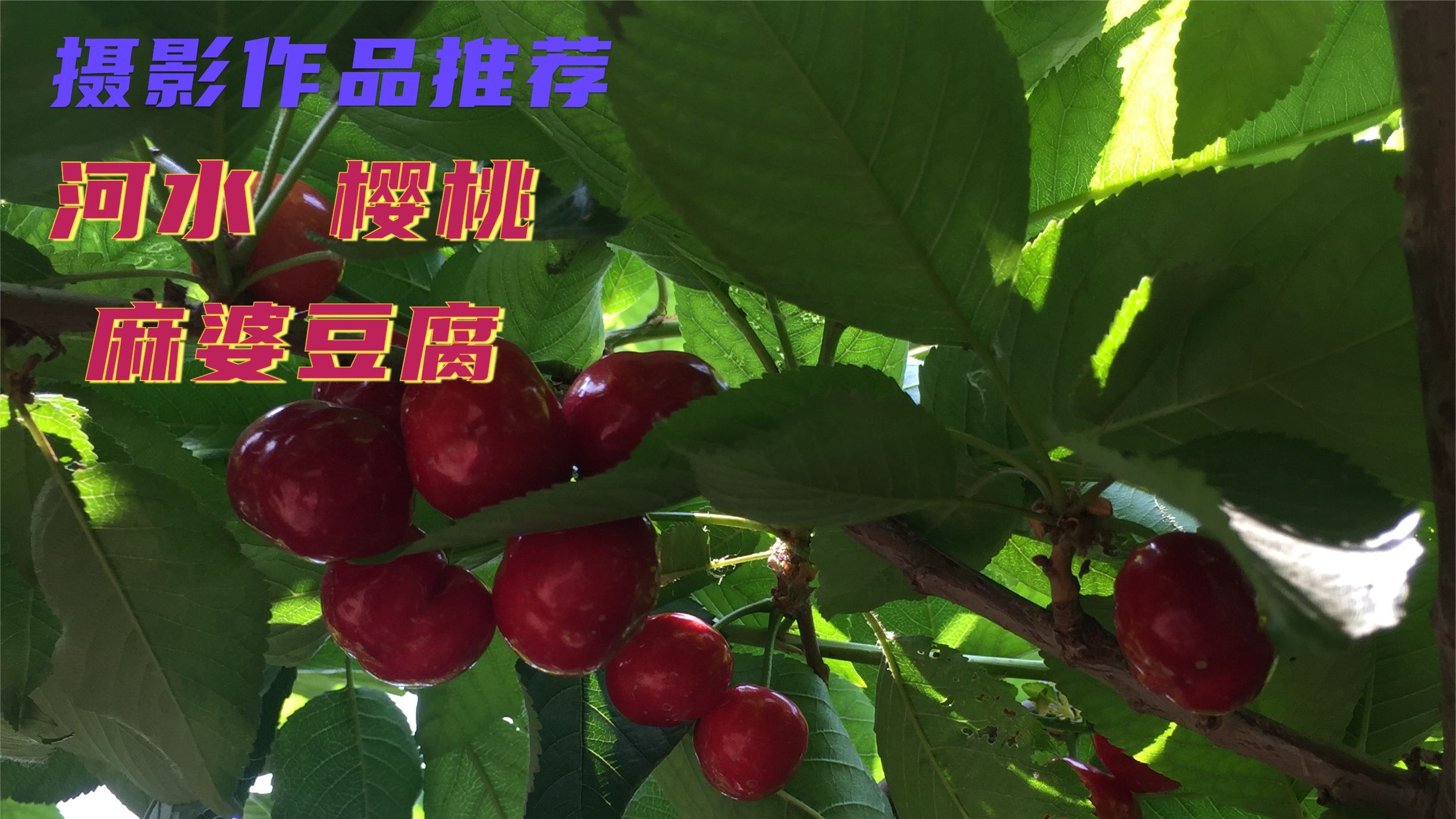 原创摄影作品推荐-河水 樱桃 麻婆豆腐