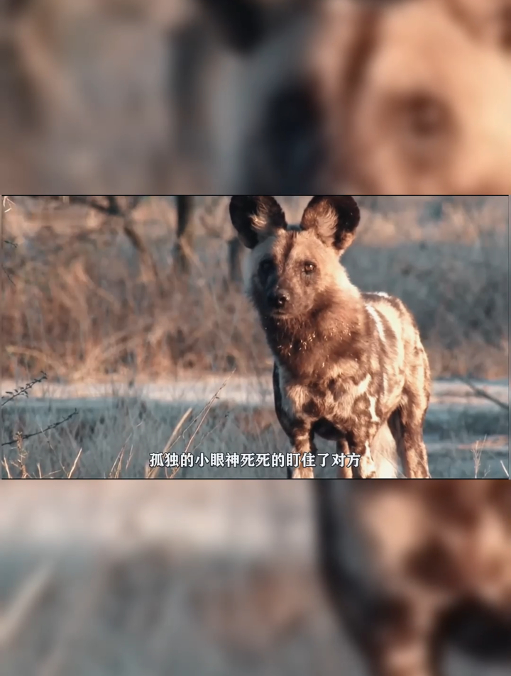 非洲野狗索罗,战花豹战鬣狗,抢别人家孩子04-度小视