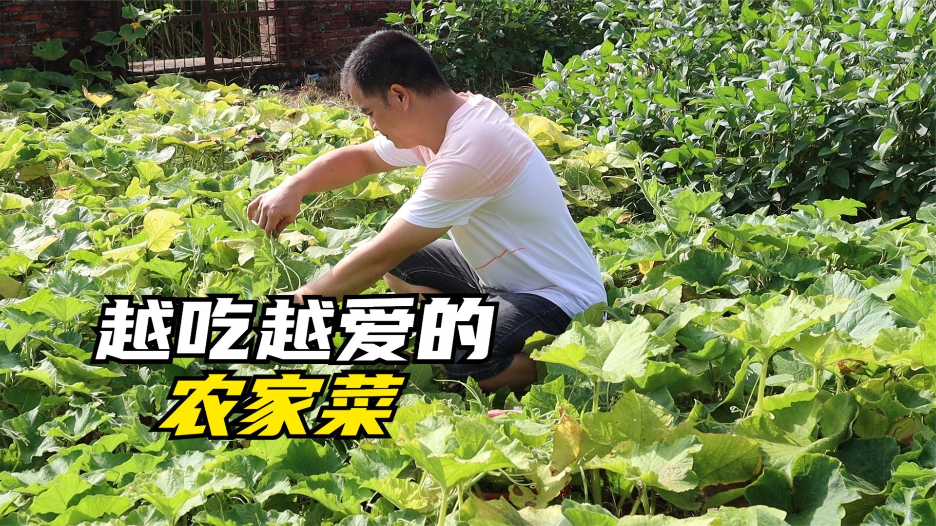 随便一摘一大篮,你认识这蔬菜吗?这做法又脆又嫩,老婆又吃撑了