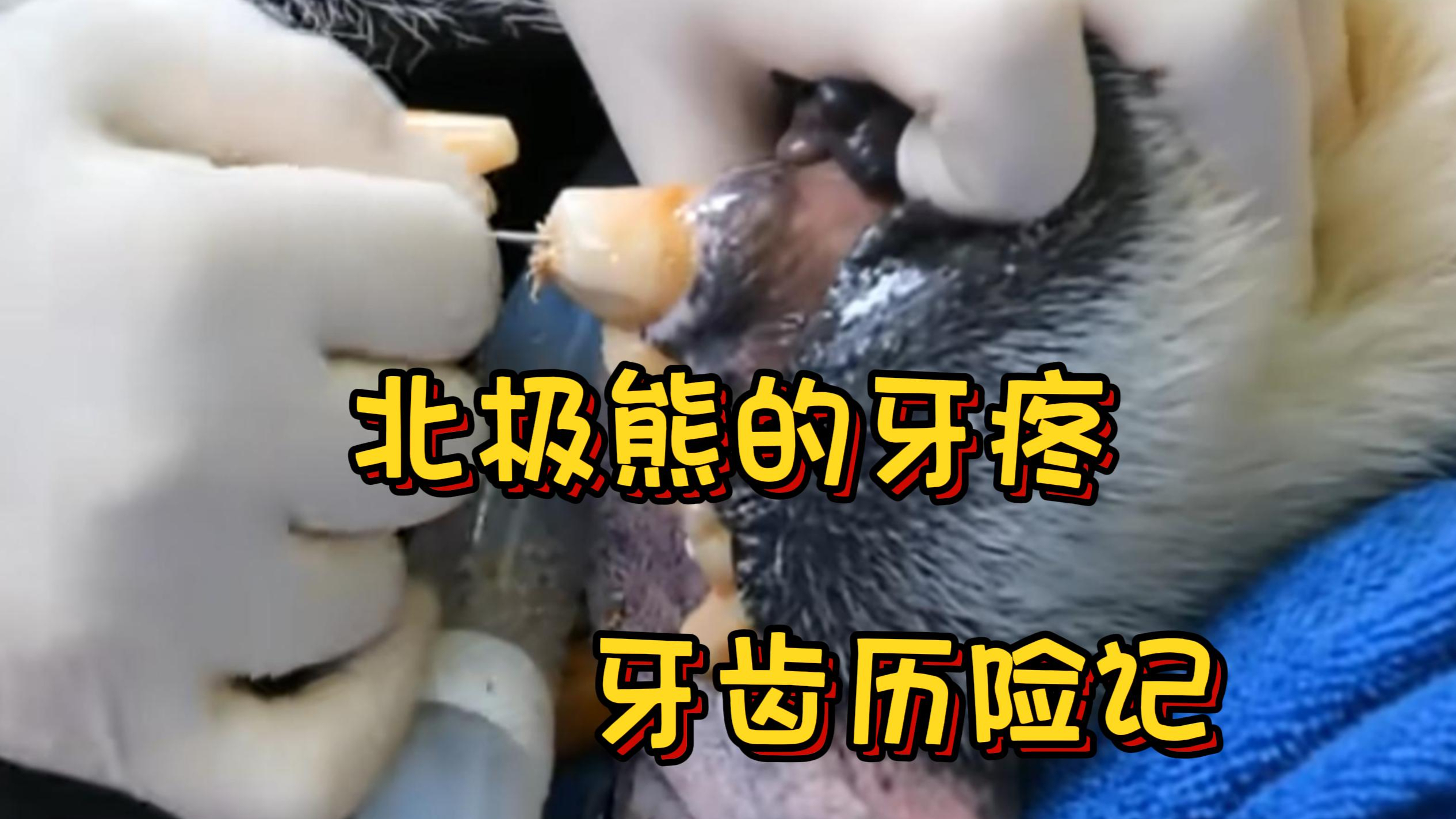 动物世界,北极熊牙疼吃不下小鱼干,救助人员为它治疗牙齿!