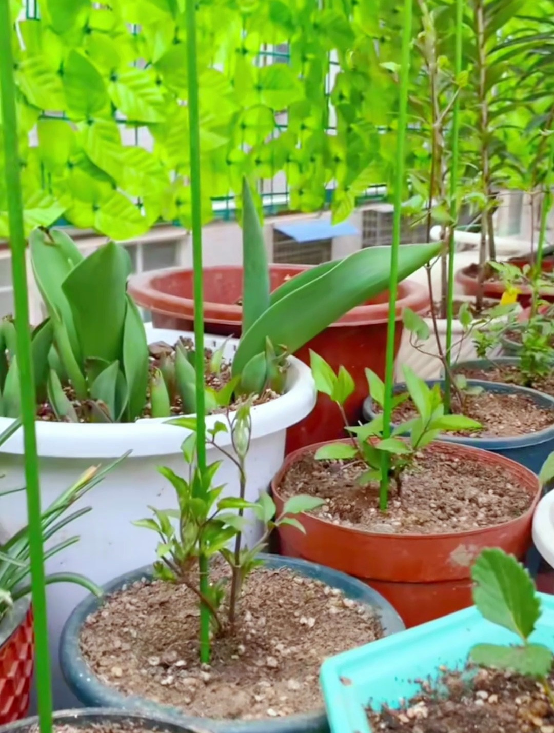 春天到了,铁线莲都开始发芽了,前几天刚种的也开始生长了