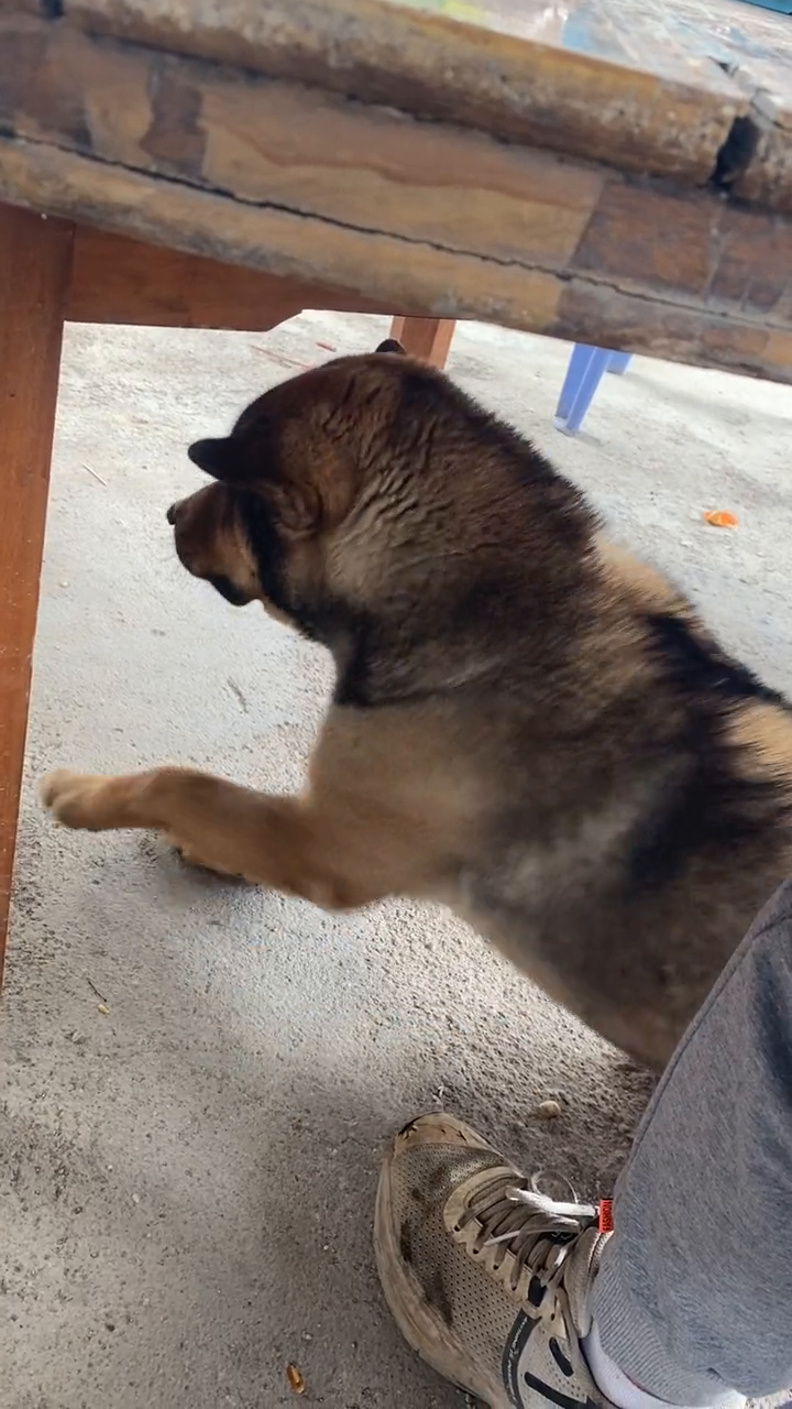 天气太热了狗狗都趴桌下