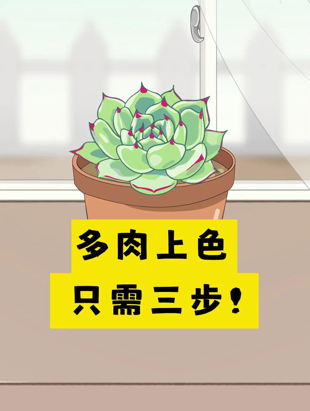 多肉植物如何上色更快呢?