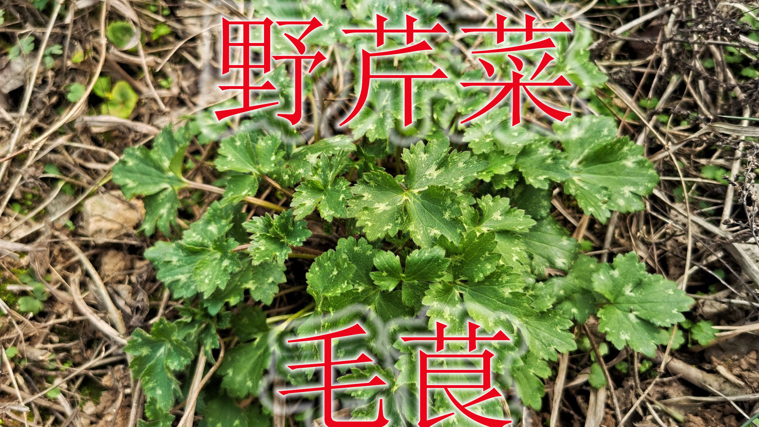 毛茛别称“野芹菜”,植物号称“天然的杀菌剂”,切记不能食用!