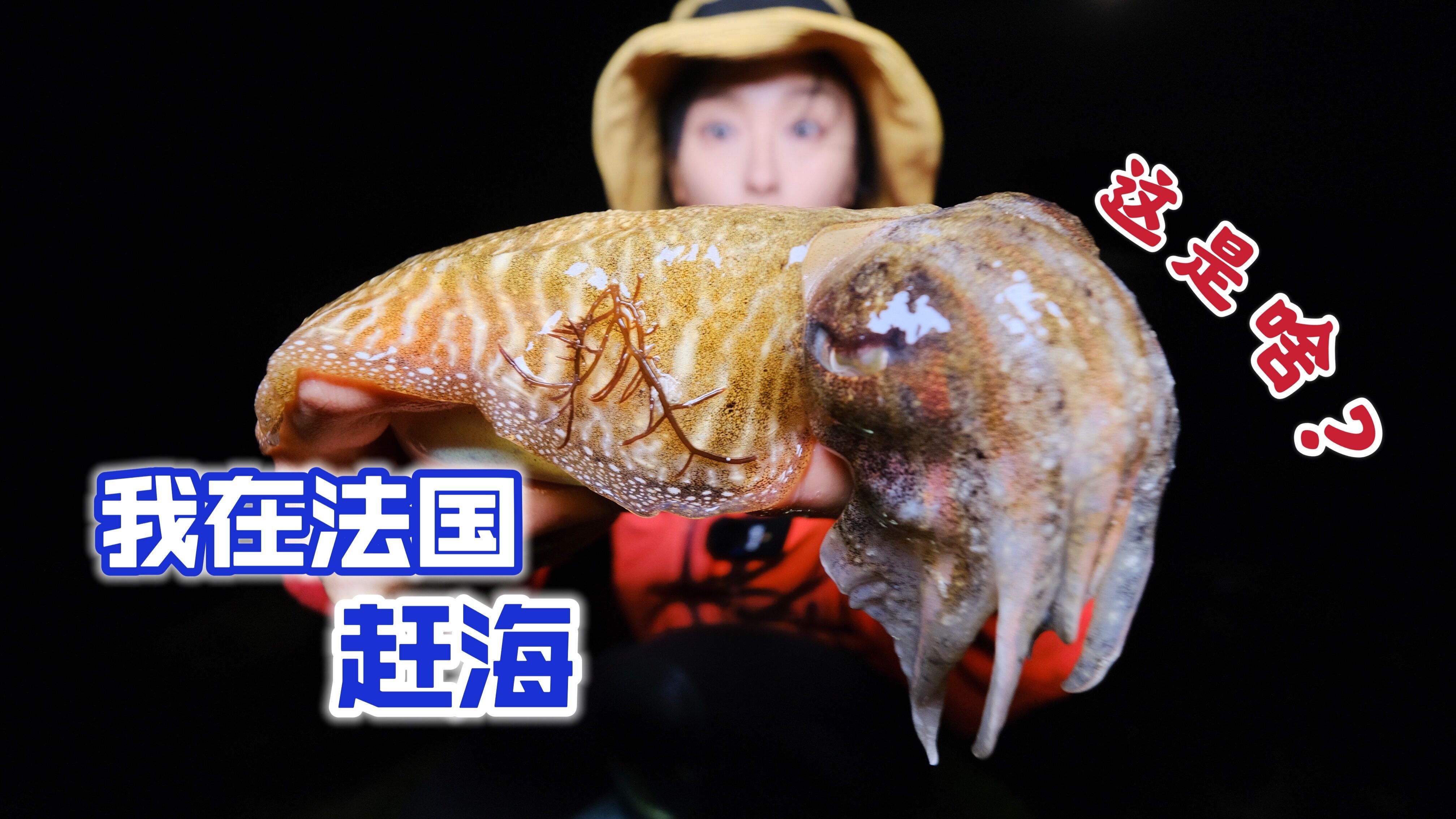 在法国赶海，被乌贼喷一手墨，蓝色翅膀的鱼你见过吗