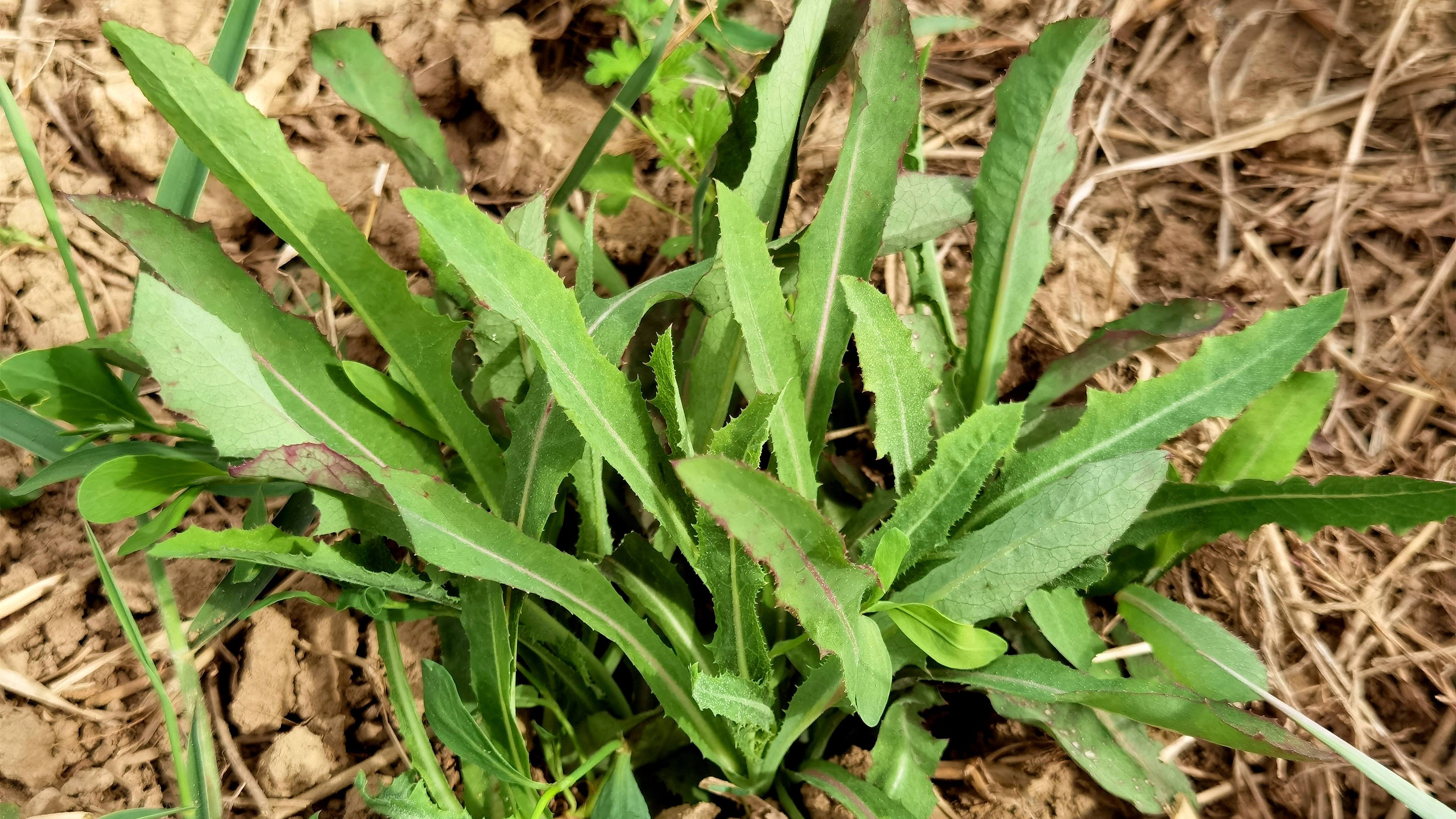 农村不起眼的曲麻菜，常被当成杂草，随手一拌，脆嫩营养，超好吃