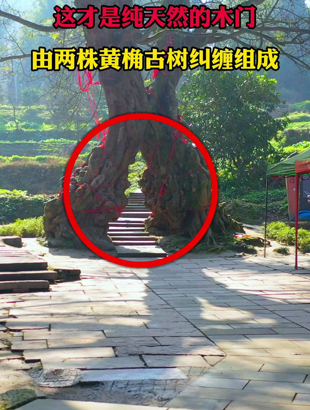 黄桷门既叫"鸳鸯树"也叫"情人树"