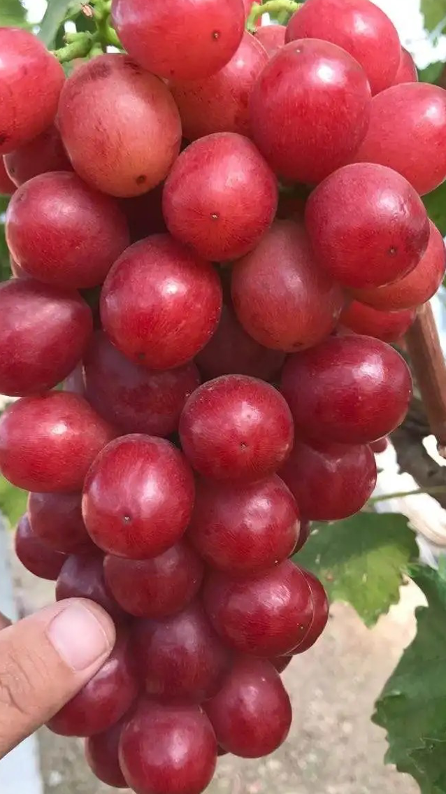 早果性好中国红玫瑰葡萄苗多少钱,专业的师傅为您讲解
