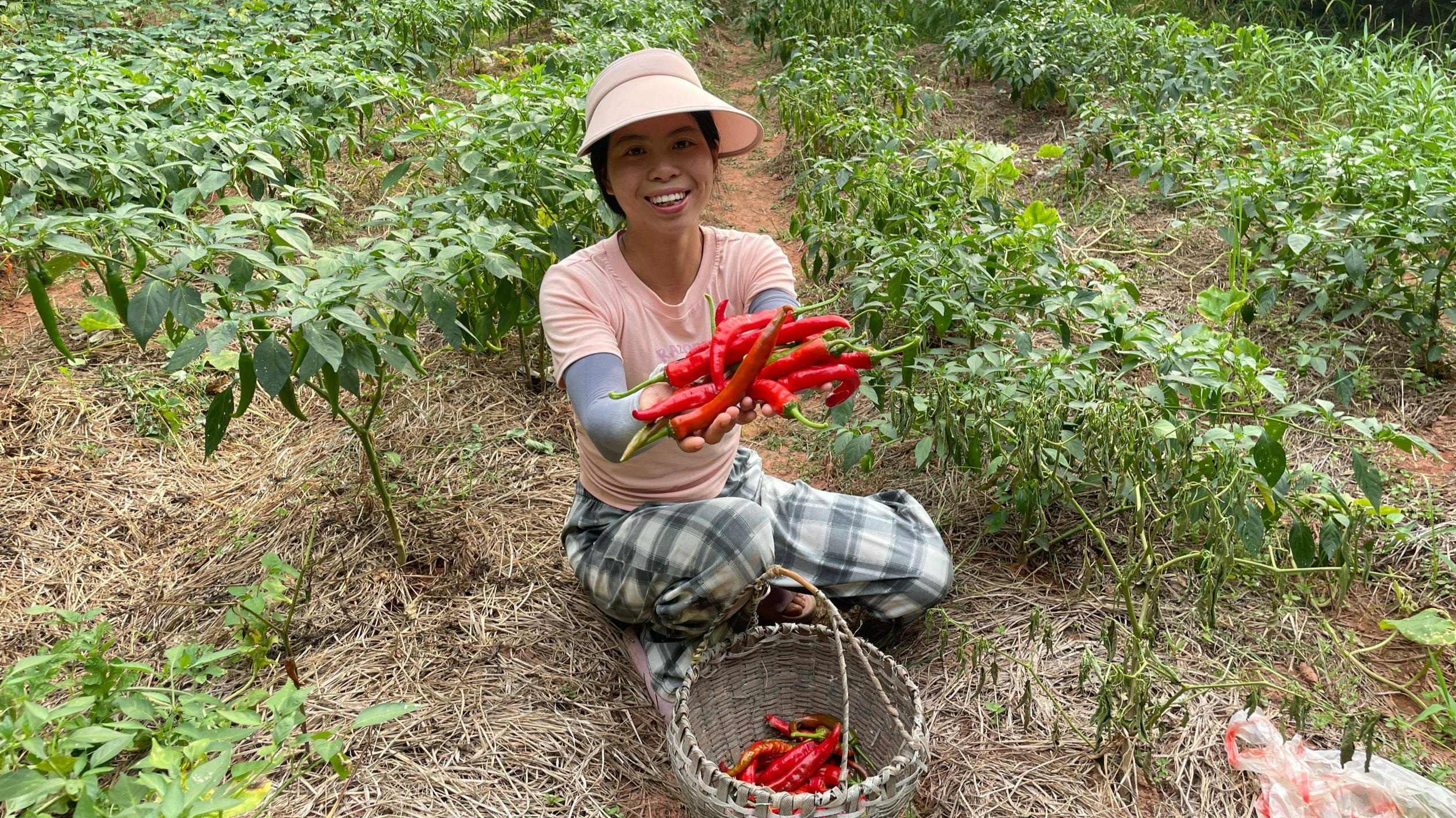 小秀去菜园摘辣椒,又香又辣的新鲜红辣椒,你喜欢吃吗?