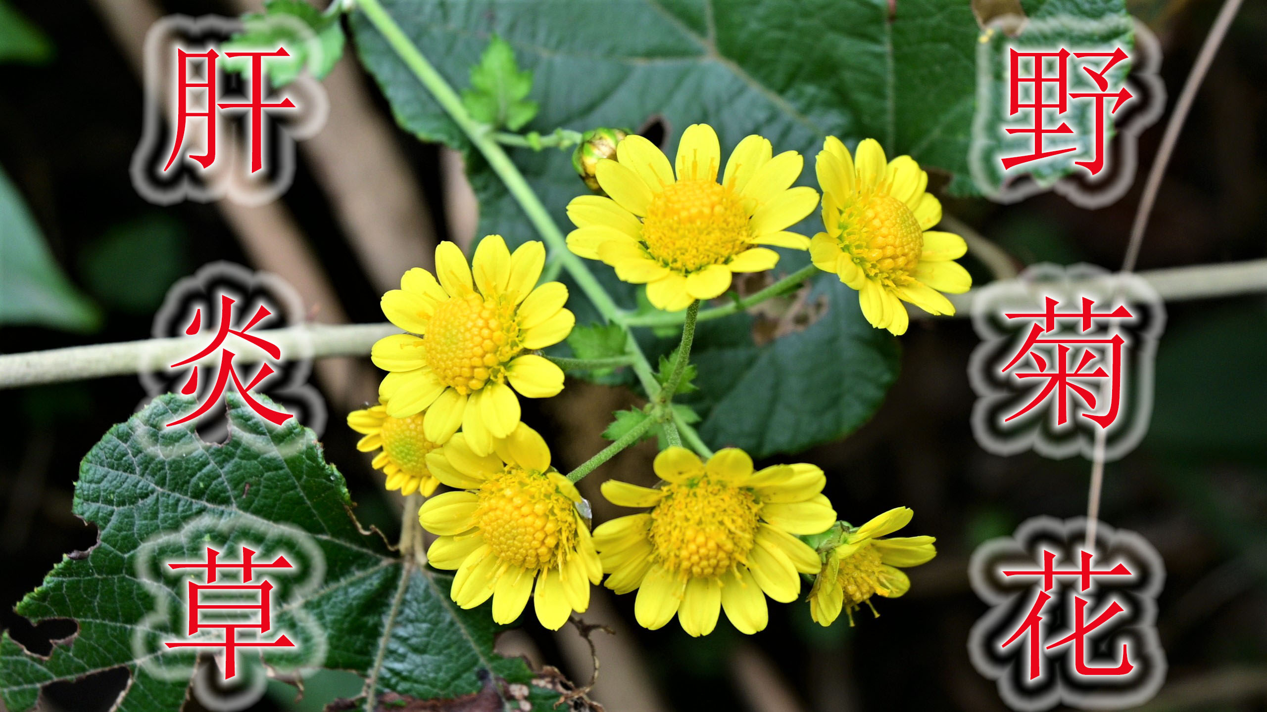 山中宝贝植物“野菊花”,当地称为“肝炎草”,农村人常采摘泡茶