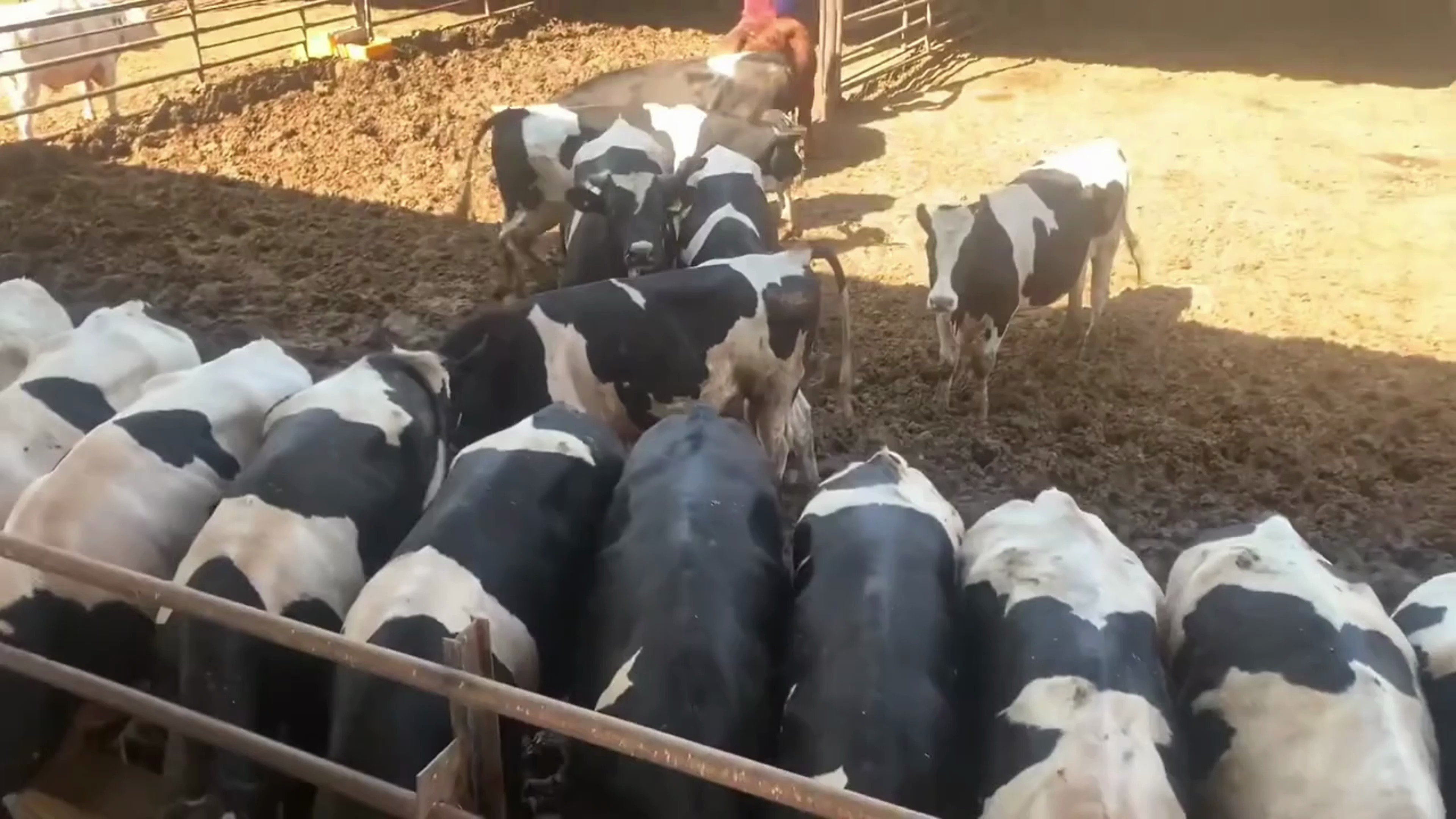 最适合烧烤的牛肉品种,是安格斯牛,销量最高!