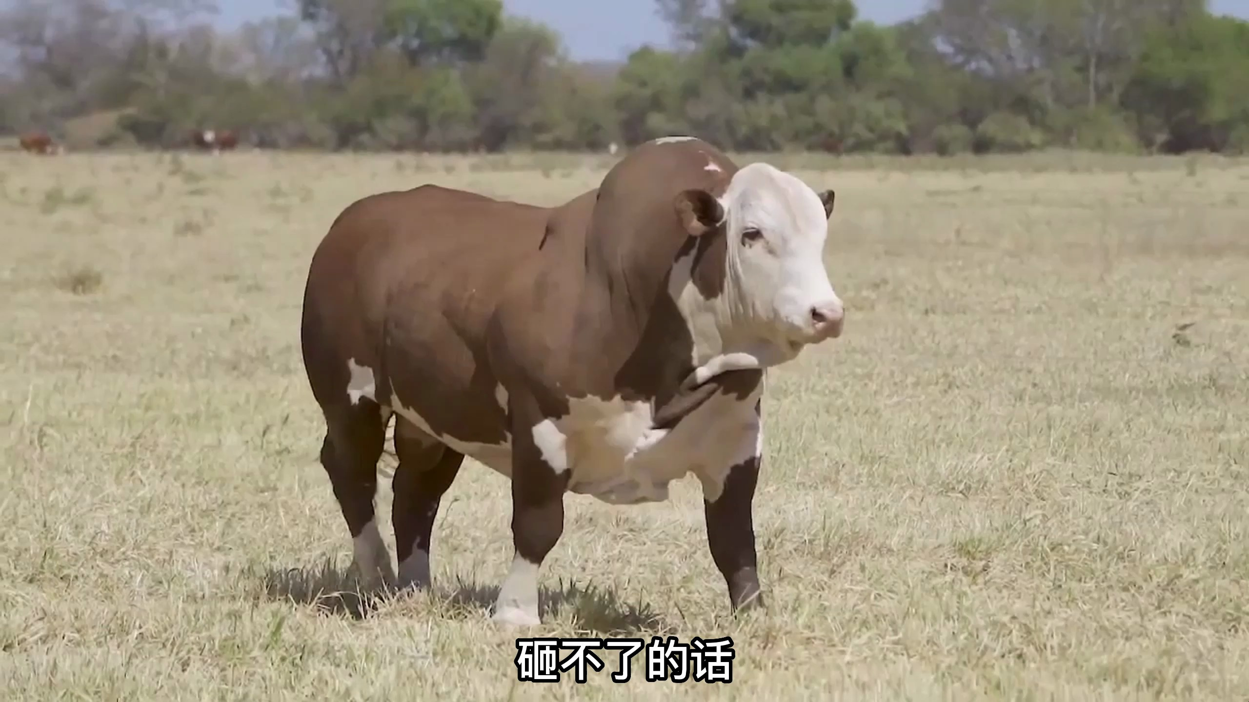 牛被异物堵食道,该怎么办?一分钟教会你