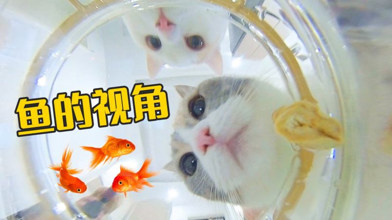 用鱼的视角去看猫会怎么样?水下看猫原来是这样子!,娱乐,娱乐综合,好