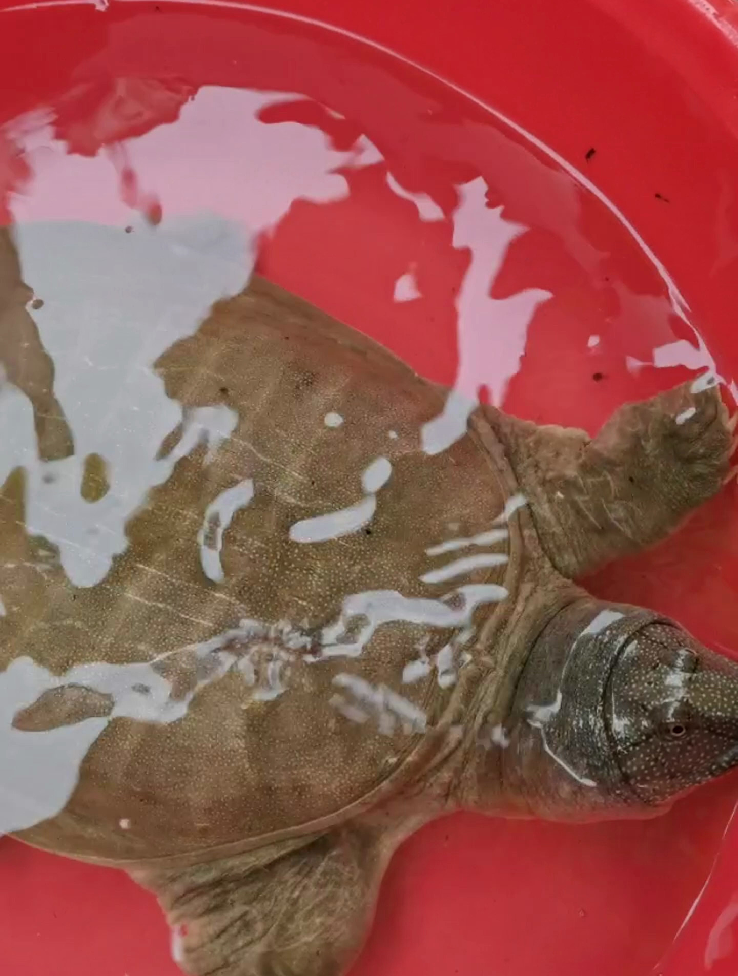 这款新品鳖肉绝对让你大开味蕾!