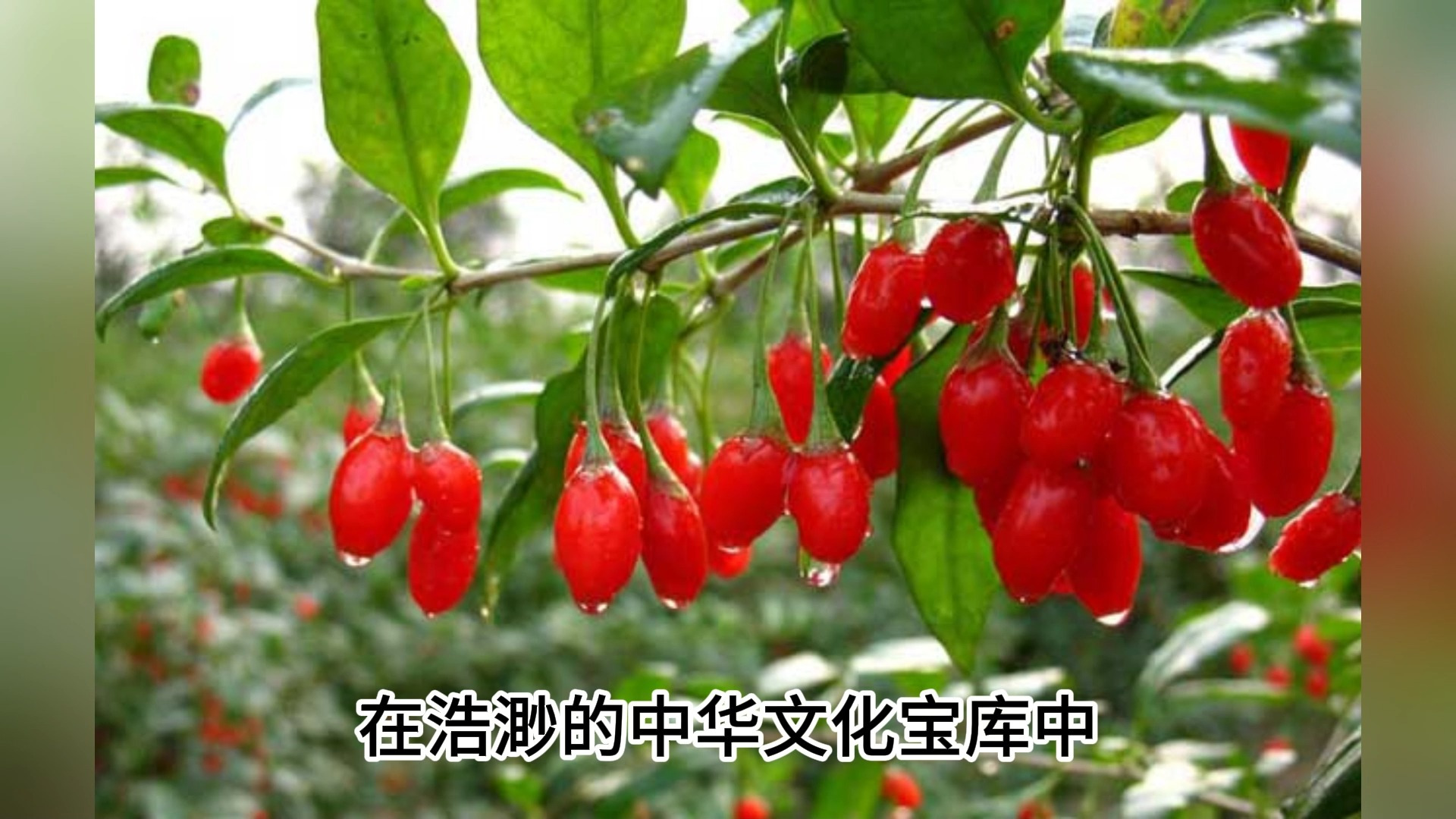 枸杞的功效与作用及食用方法,用对方法使其发挥最大营养价值