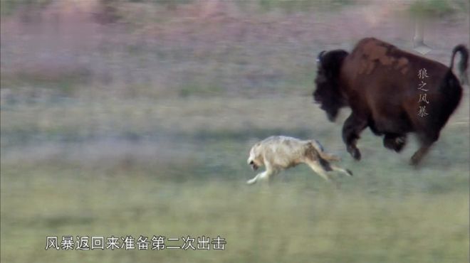 [图]自然世界：狼群围攻野牛大场面！双方展开激烈追逐，结局难定啊