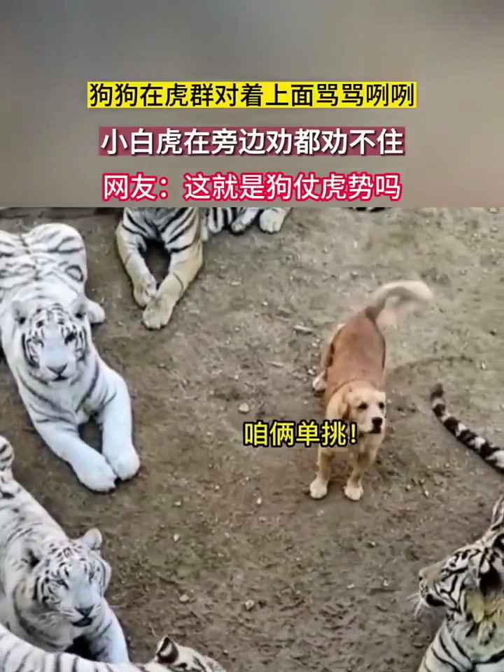 狗狗在虎群对着上面骂骂咧咧,狗假虎威被你玩明白了