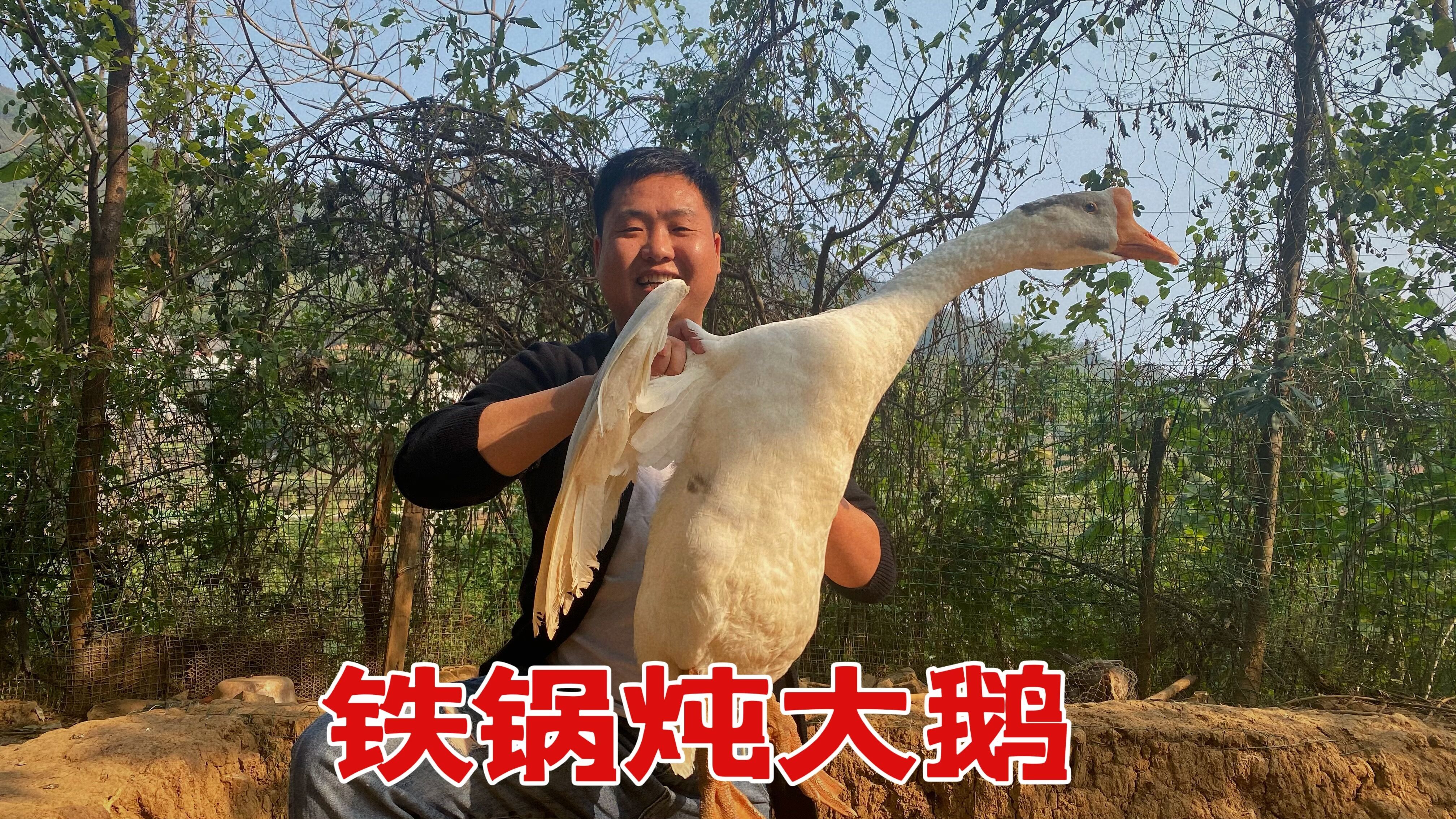 抓只大鹅招待小舅妈,一鹅两吃,吃着吃着舅妈竟然害羞了