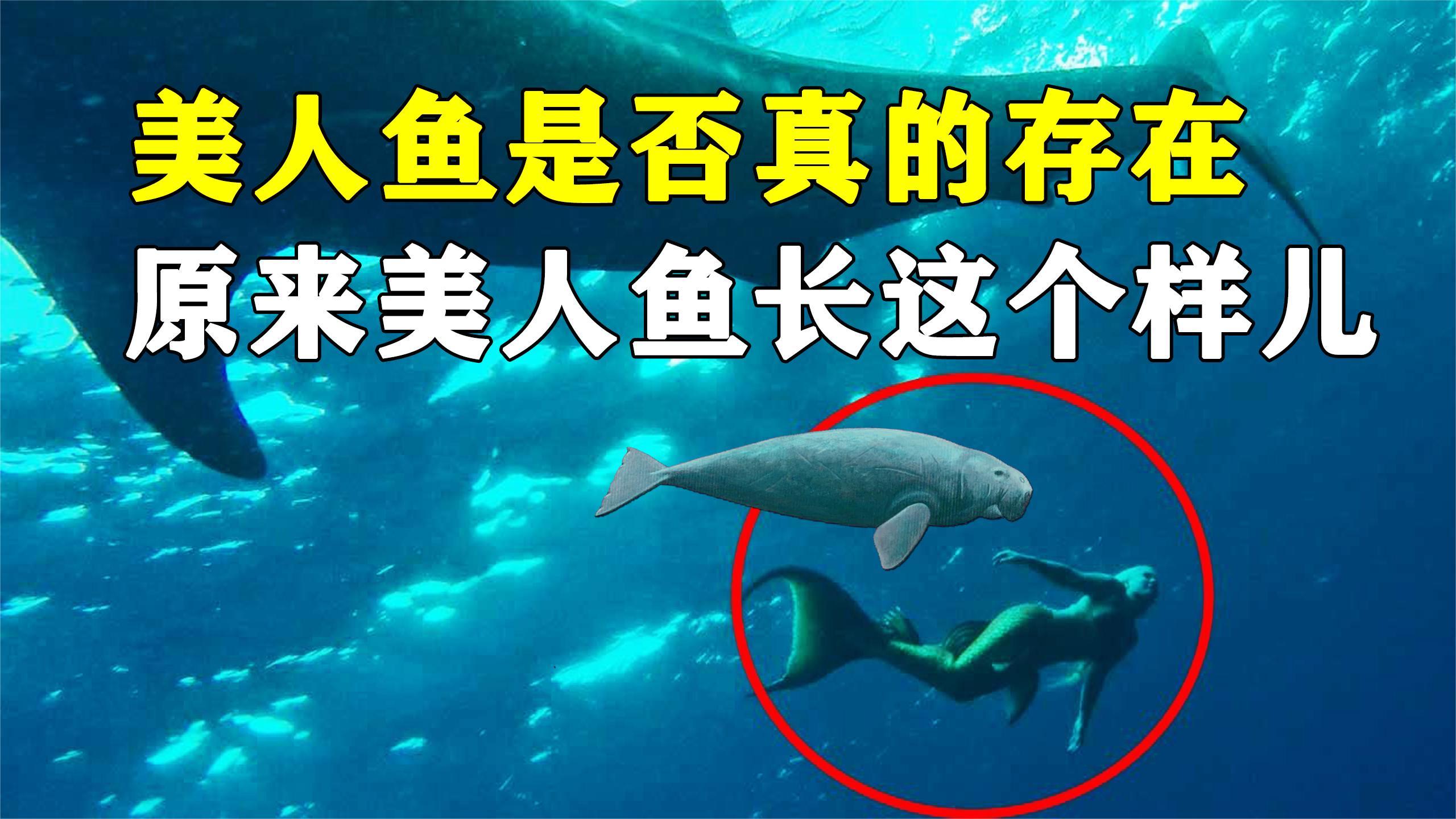 美人鱼的原型原来是它