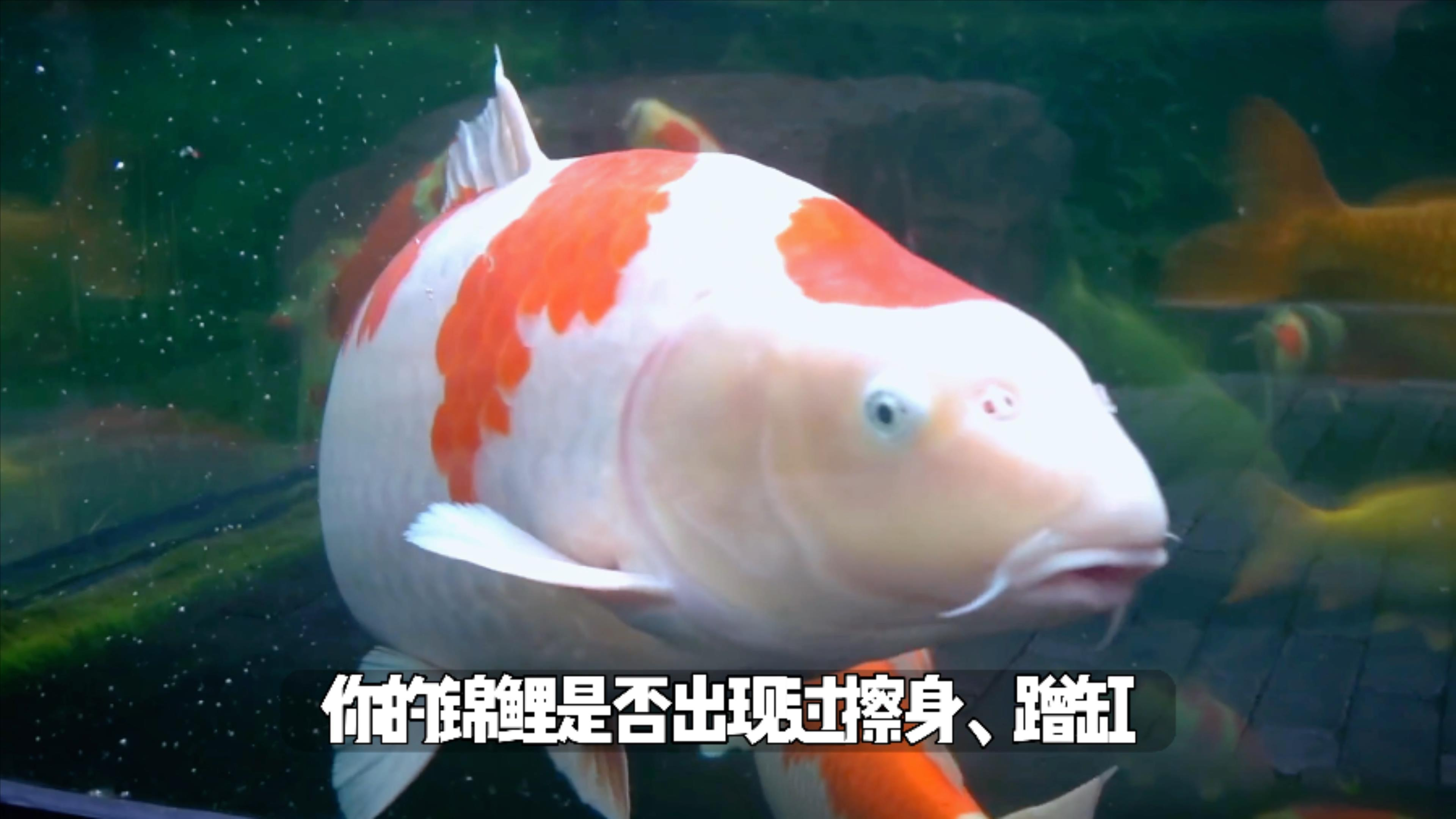 请对号入座!锦鲤擦身,蹭缸,撞池撞缸的所有原因都在这里了!