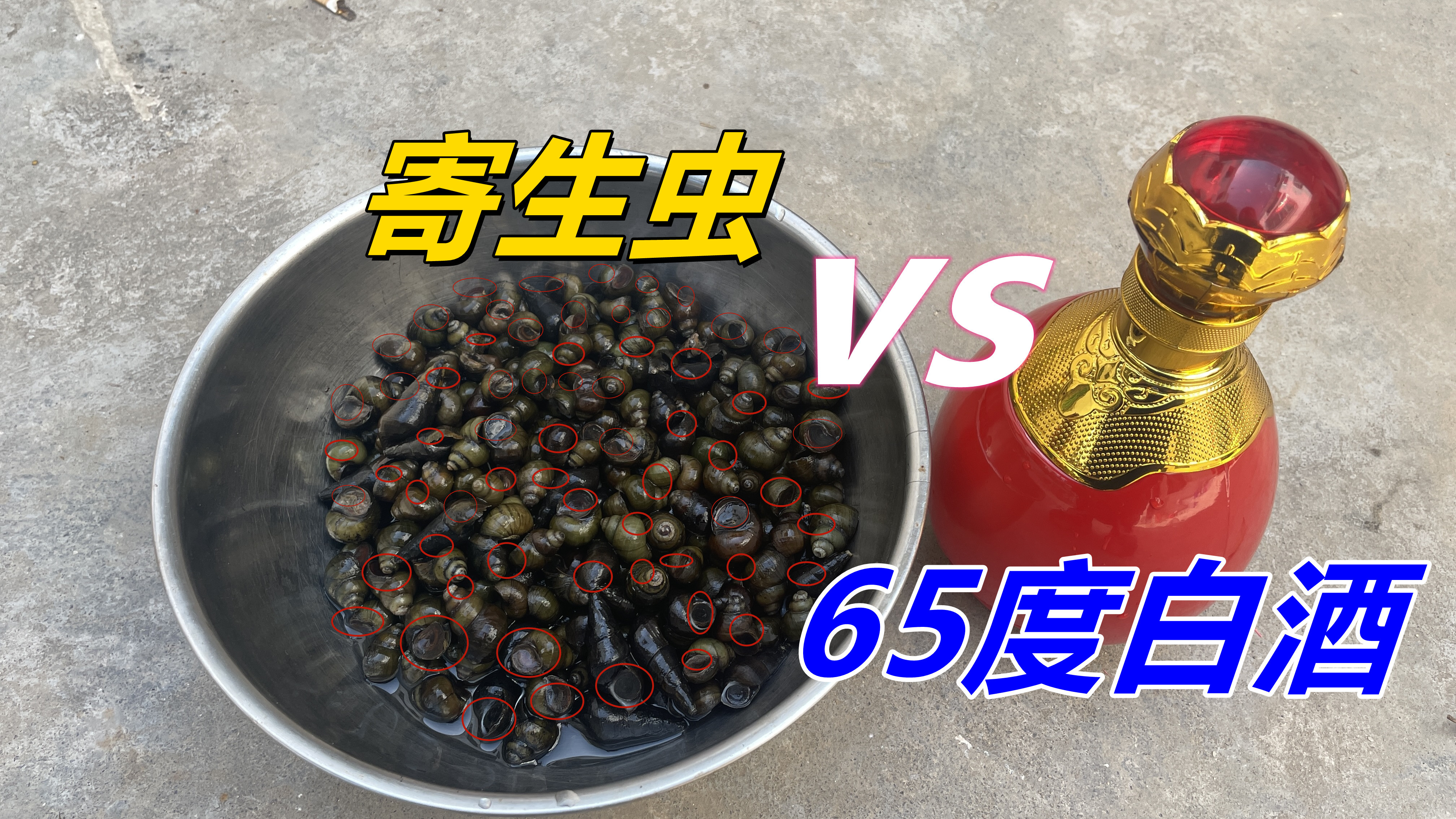 夜宵摊的田螺用65度白酒泡,跑出大量寄生虫,可怕的事还是发生了