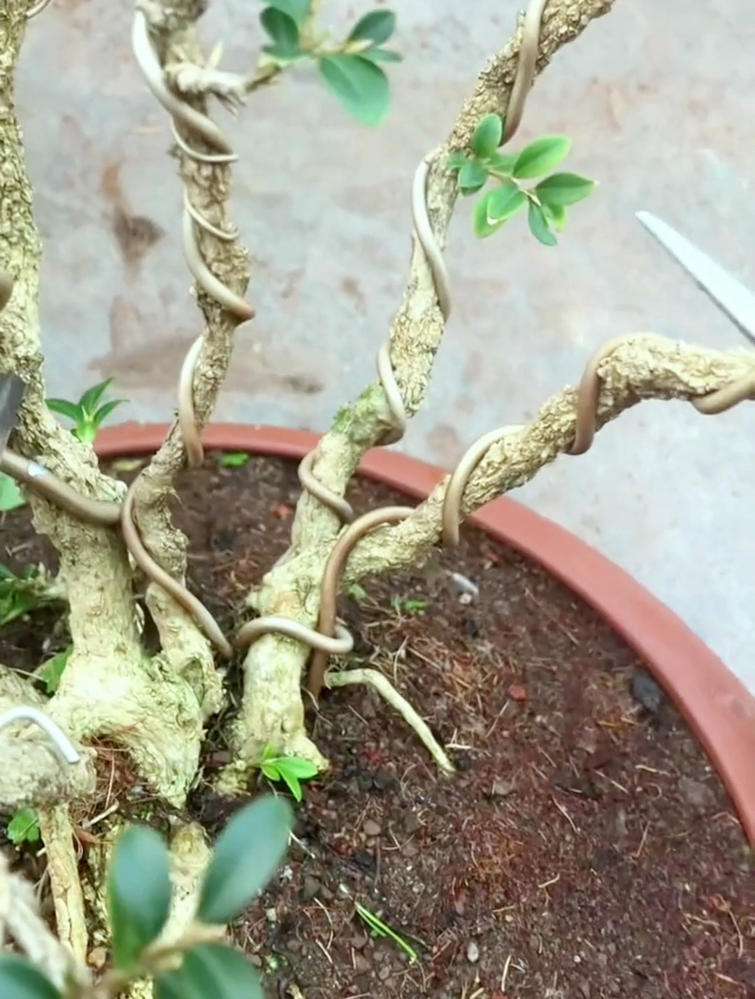 培育中的丛林黄杨,期待几年后效果!