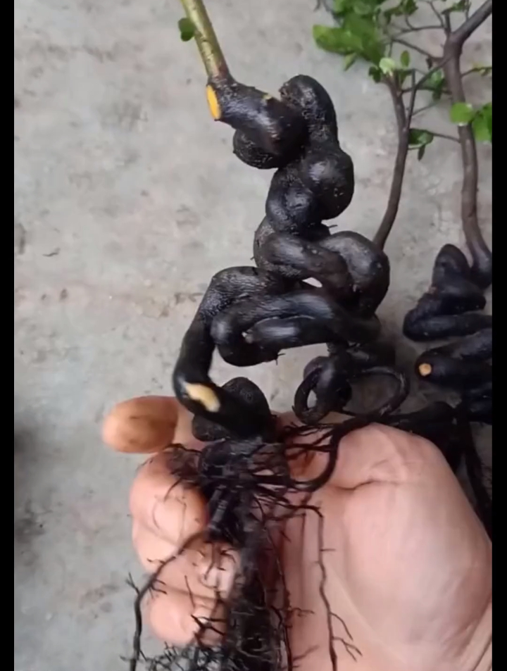 去年撒下的金弹子种子今年全部长成小苗,今天盘一个人工万弯-度小视