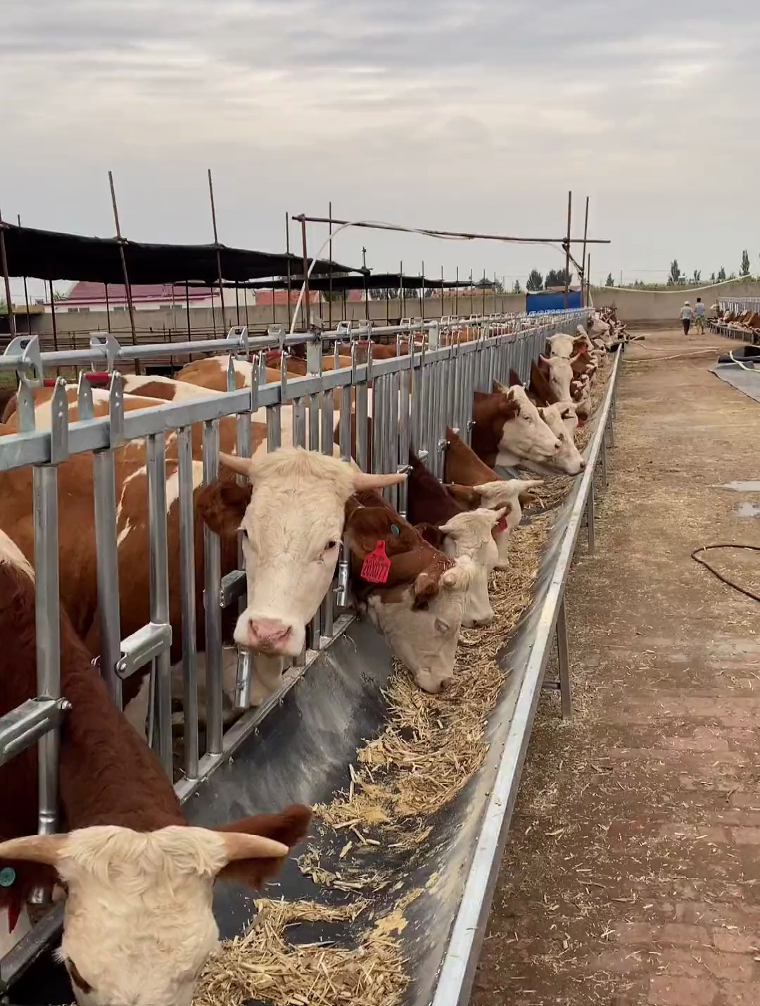 这是我的牛圈,实用,简单,把牛养好,认真改良-度小视