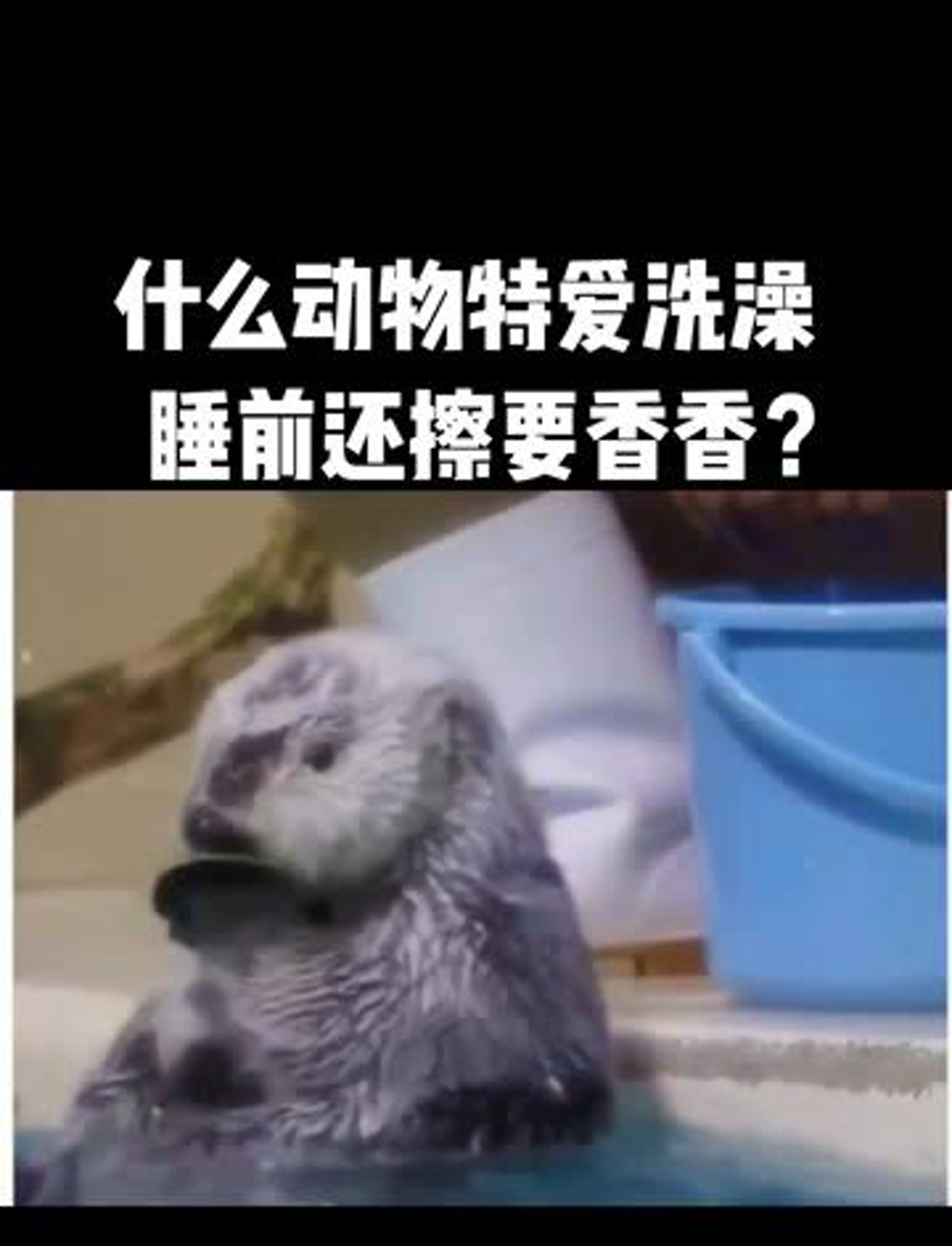 海獭真的爱干净每天洗澡好几次,睡觉前还要擦香香,谁能拒绝这么可爱的