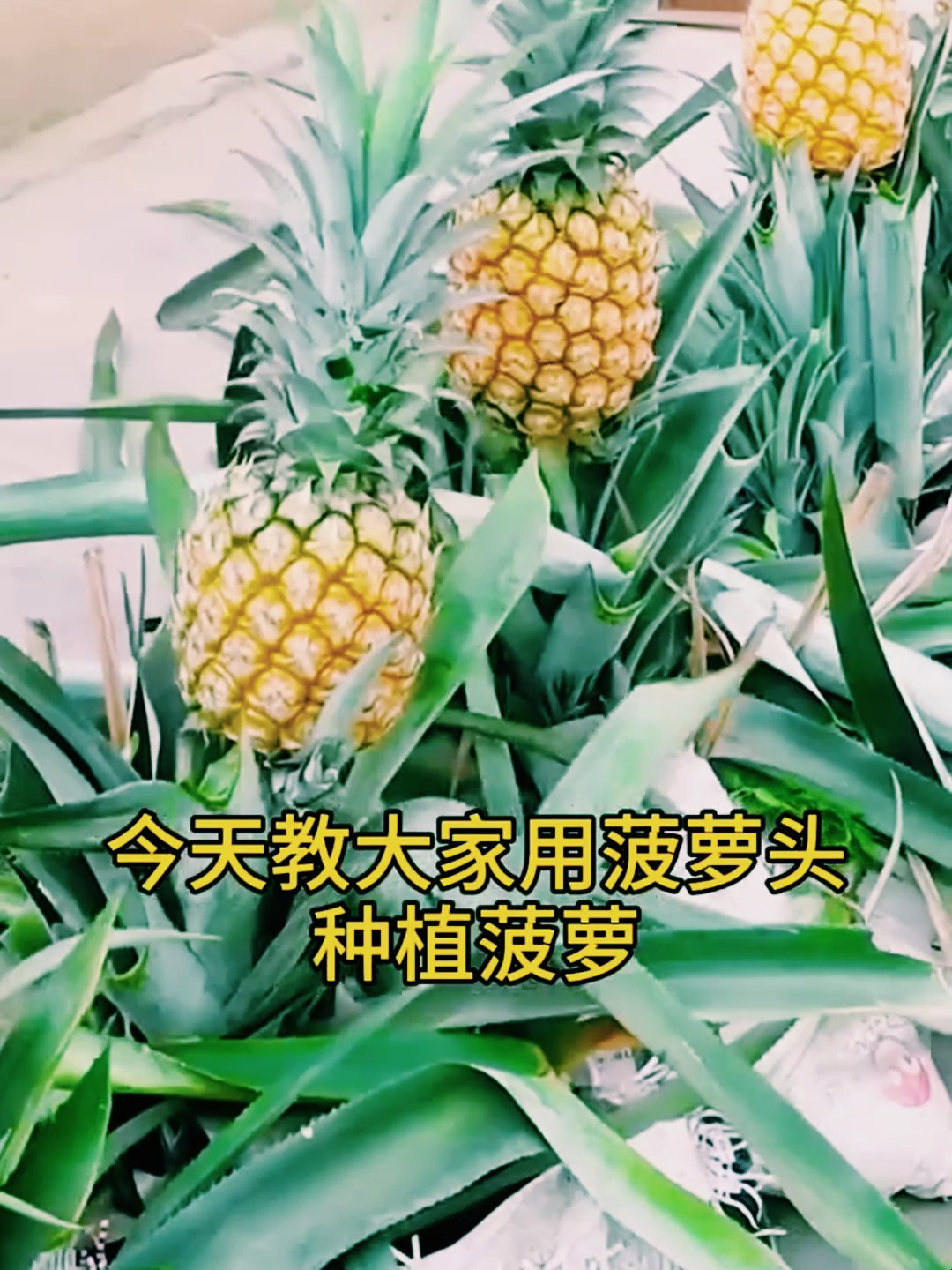 今天教大家用菠萝头种植菠萝