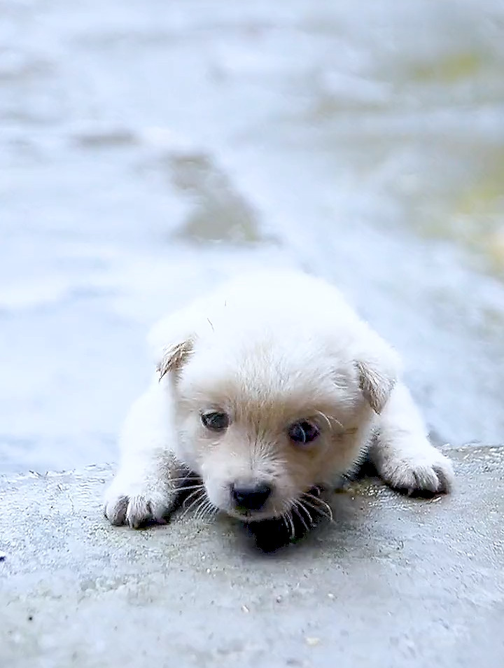 乖巧的小白狗狗 萌宠 狗狗 抖in萌宠计划