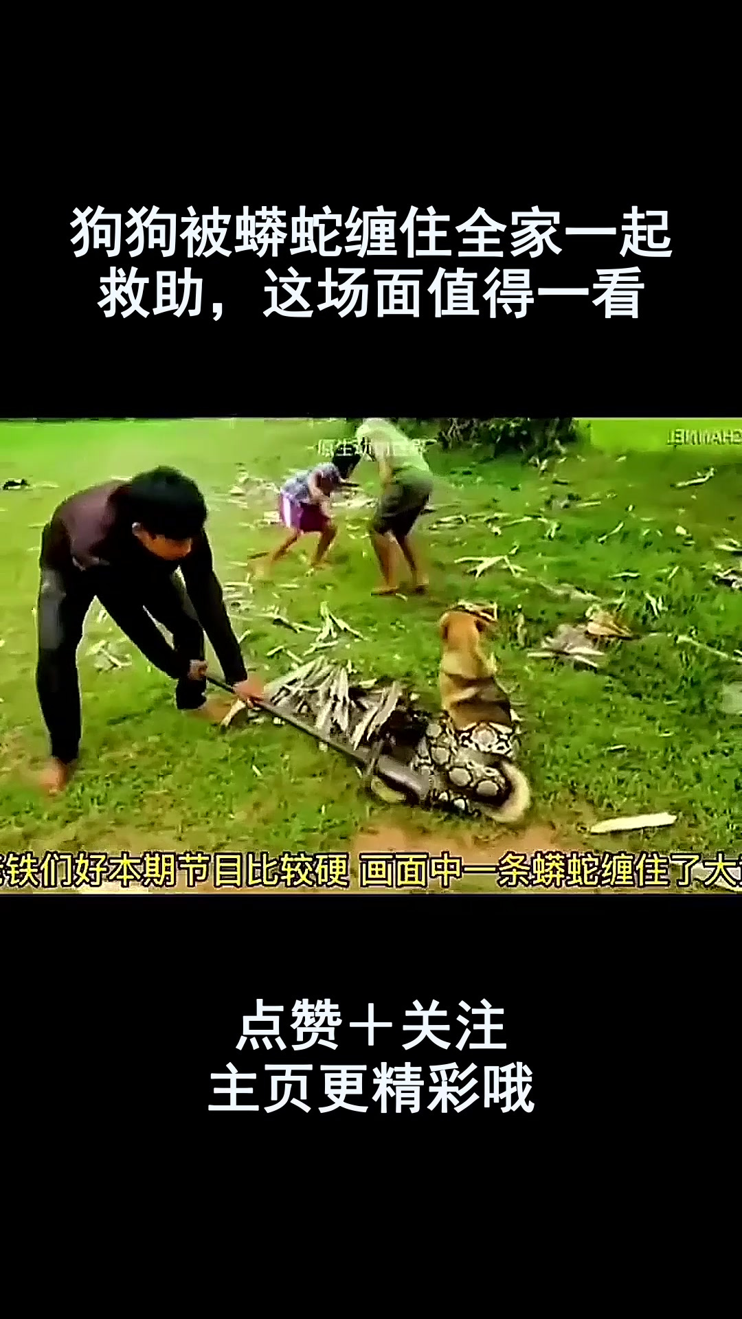 狗狗被蟒蛇缠住全家一起救助,这场面值得一看