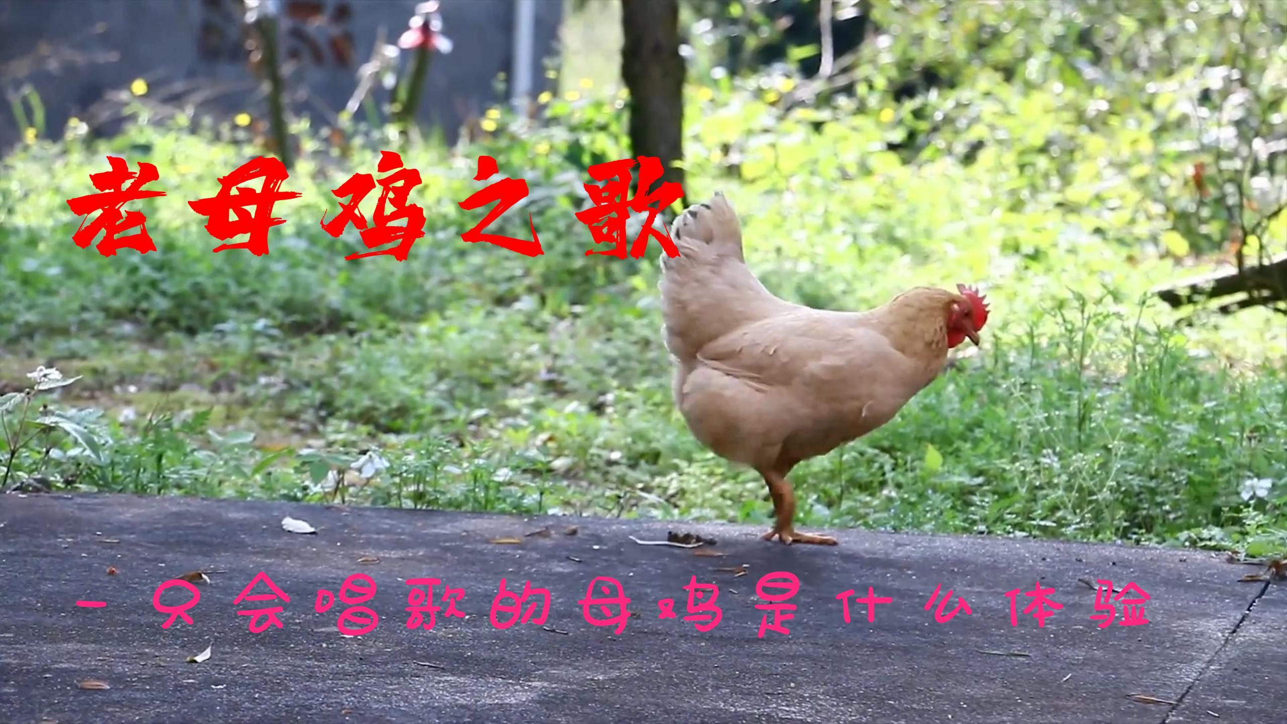 一只会唱歌的母鸡是什么体验-老母鸡之歌