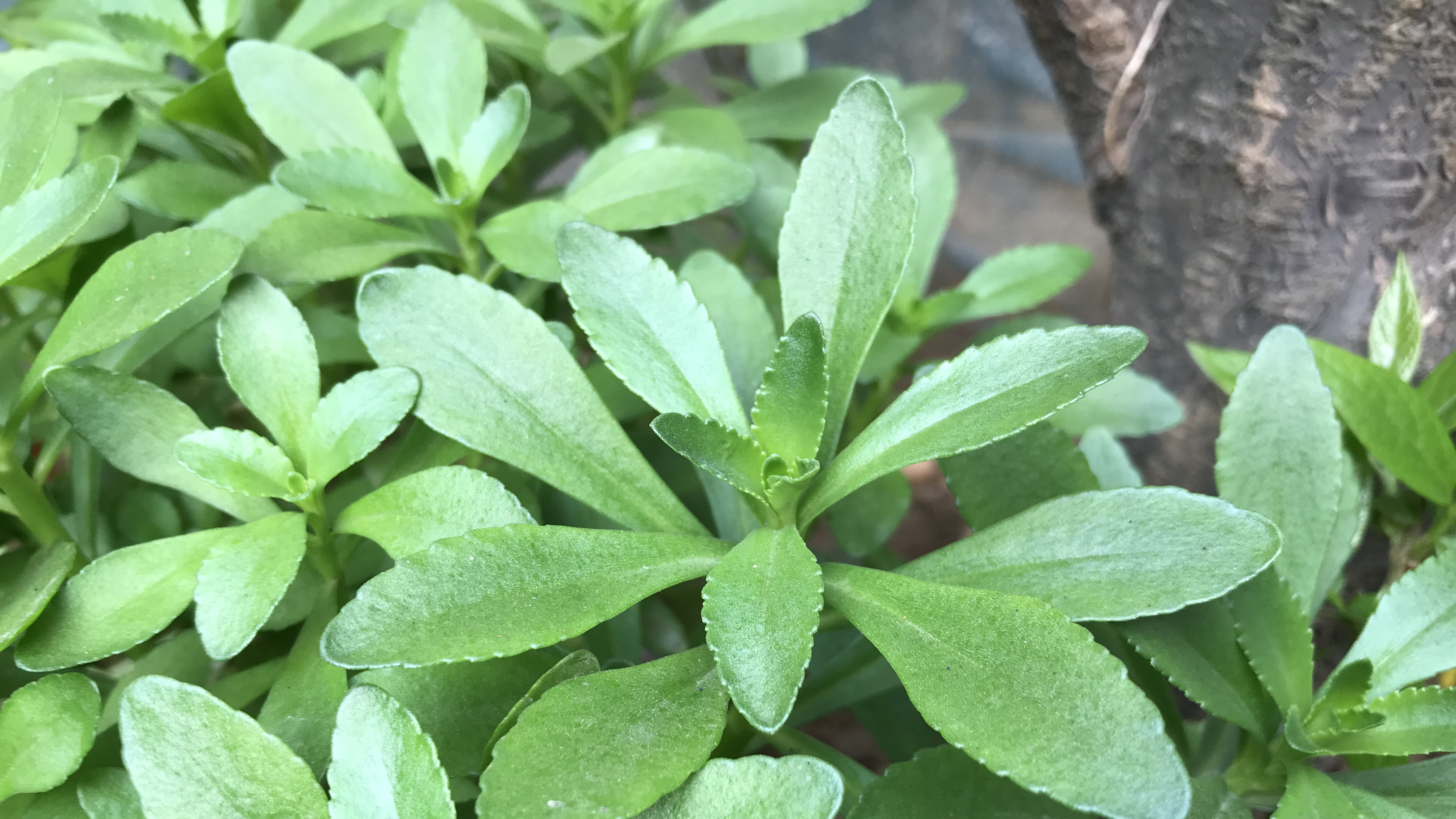 每天吃点“救心菜”，对身体好，看看到底长啥样？请重视它